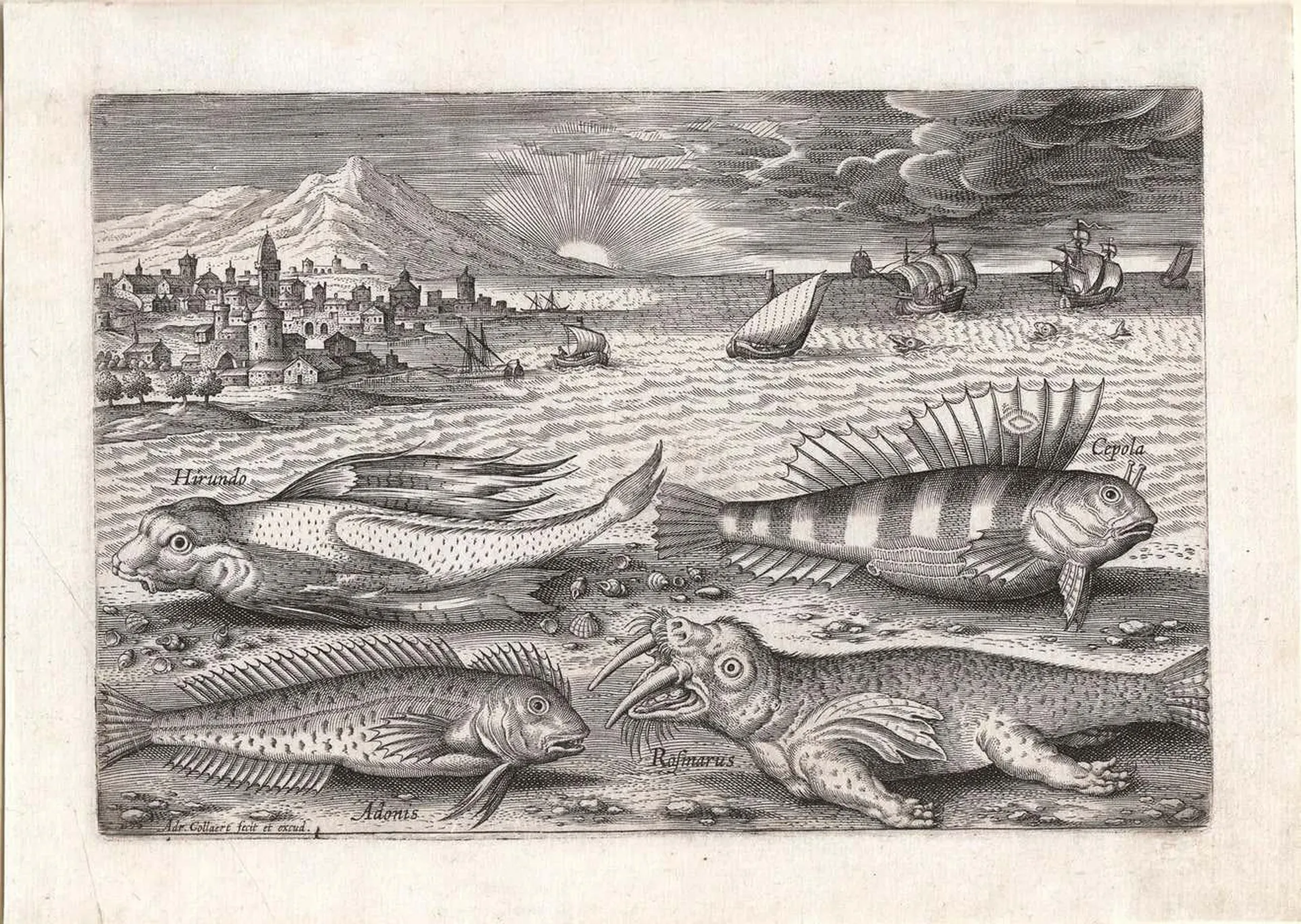 "Piscum Vivae Icones, " Antique Engraving of Fish, Marine Creatures, Seascape