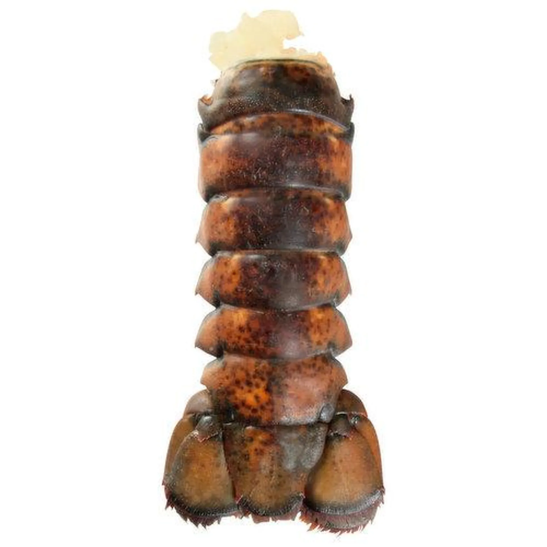 Brookshire's Lobster Tail - 1 Each