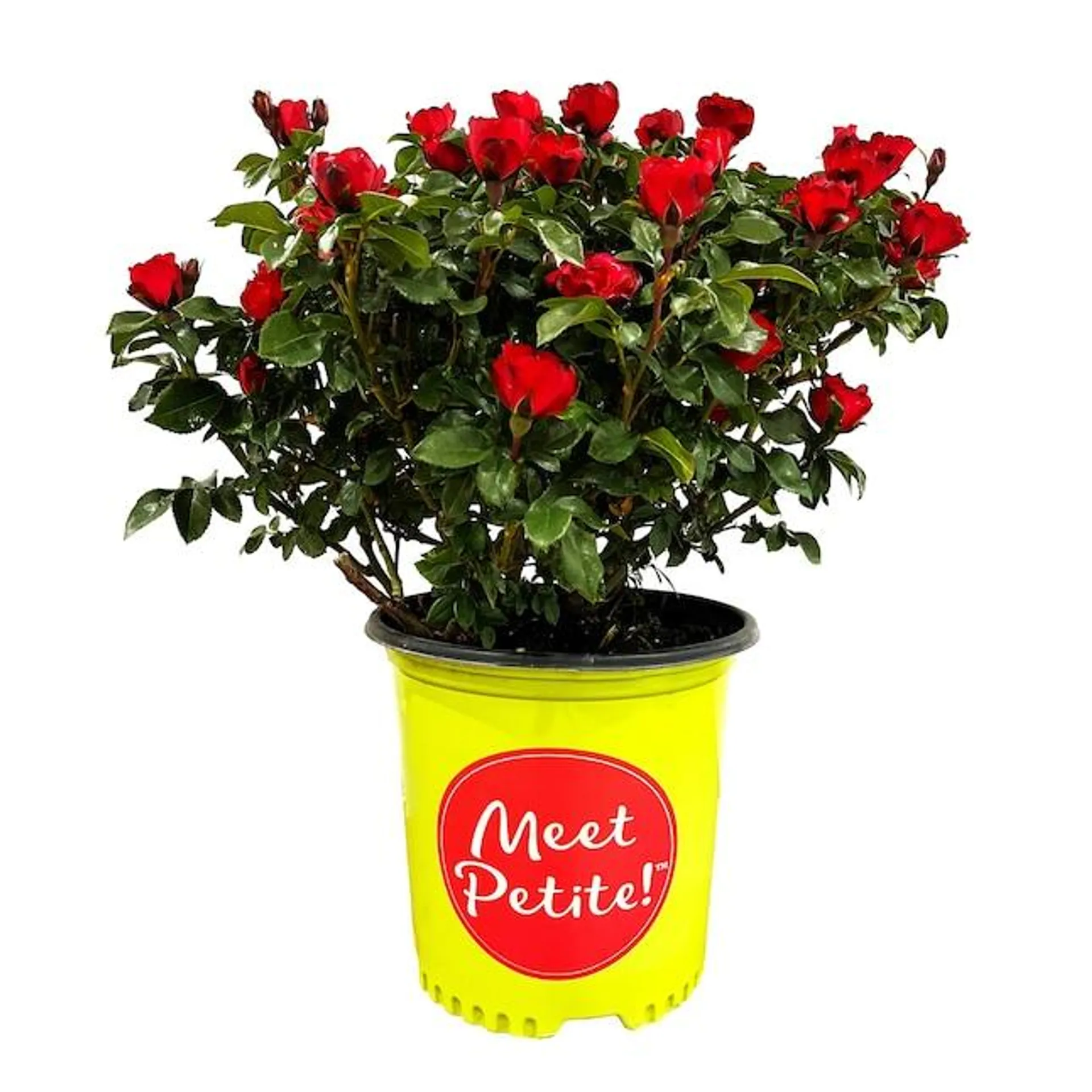 Meet Petite' Knockout Rose Flowering Shrub in 1.5 -Gallon Pot 1 -Pack with Red Blooms