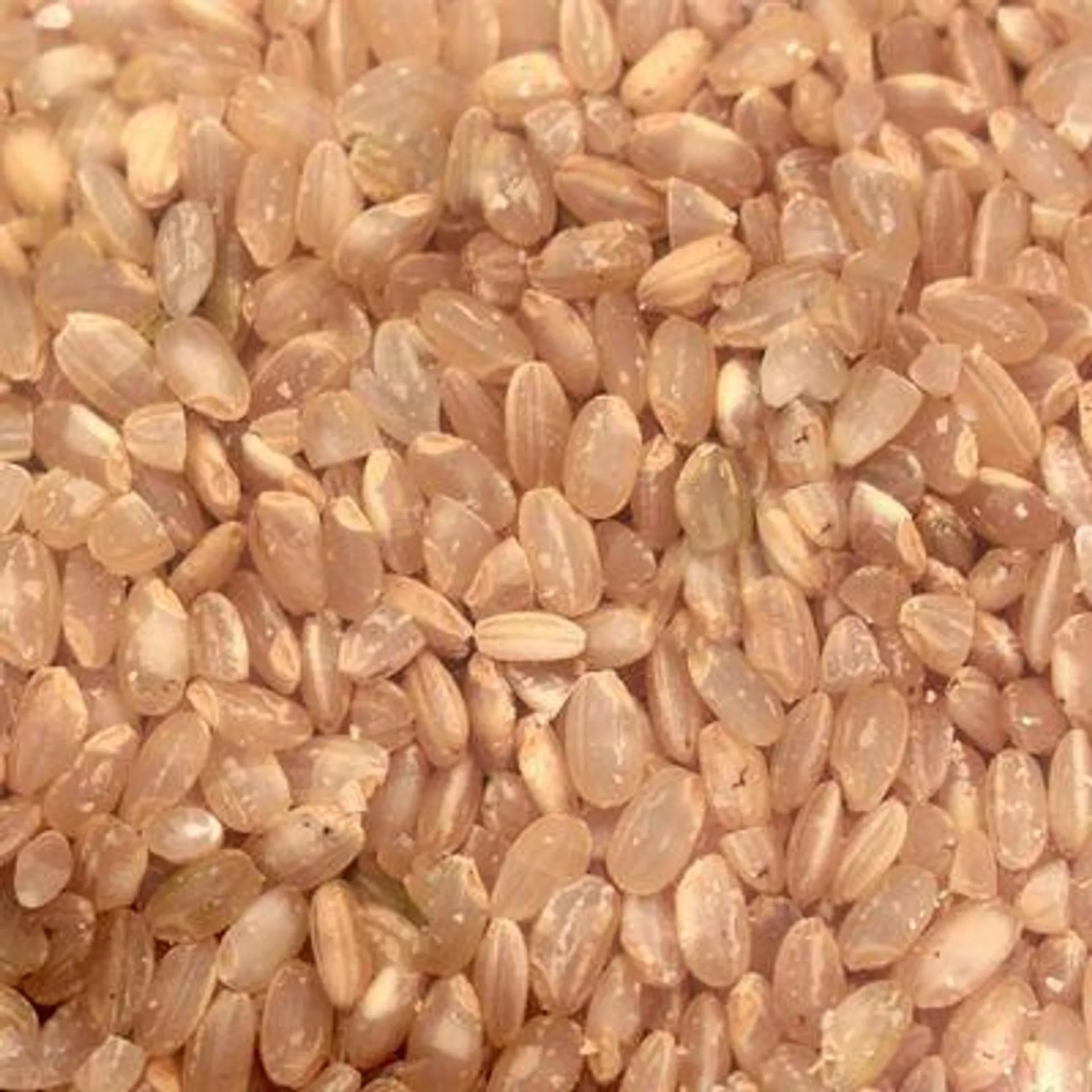 Short Grain Brown Rice (Packaged)