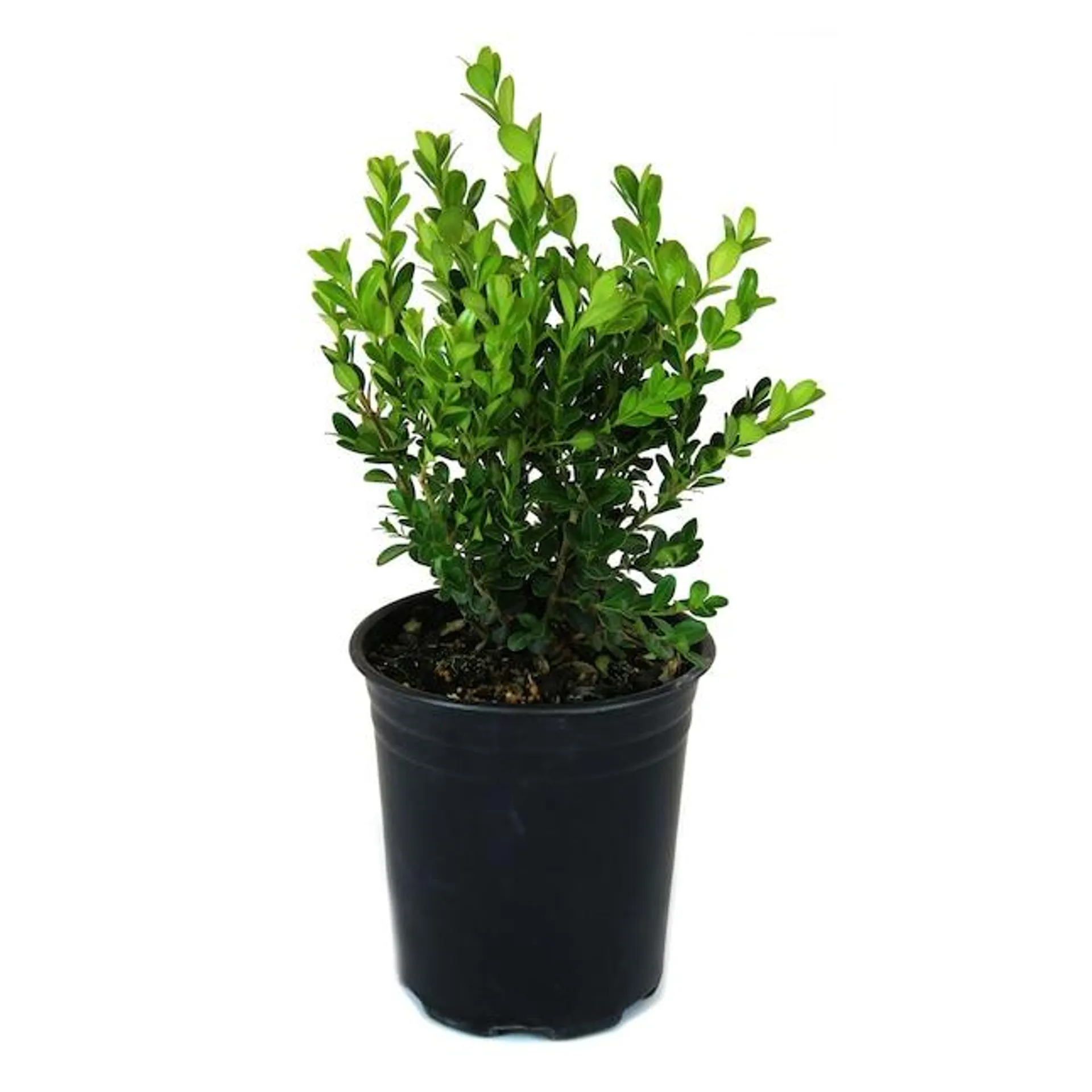 Winter Gem Boxwood Foundation/Hedge Shrub in 2.5 -Quart Pot 1 -Pack