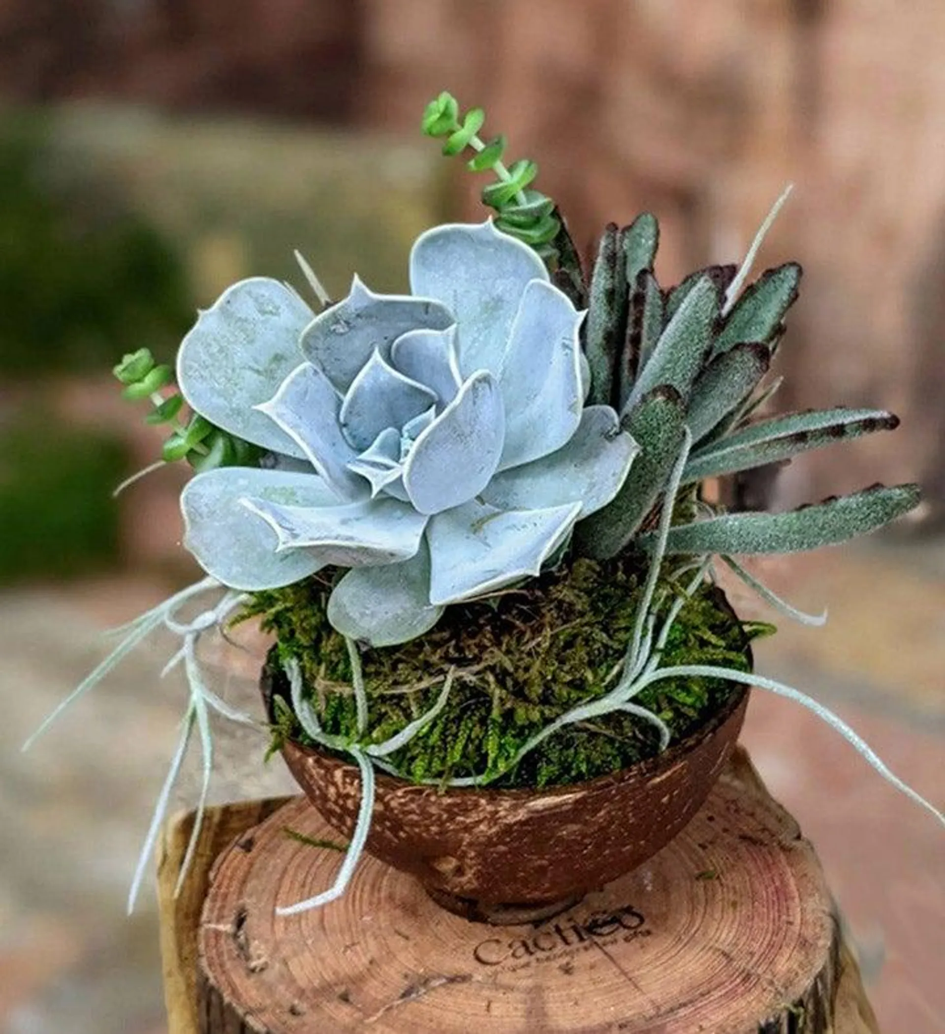 Live Succulent In A Coconut Shell Pot