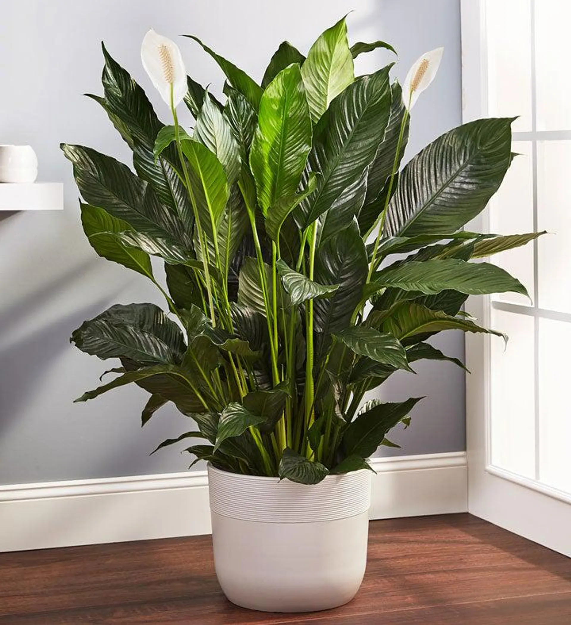 Calming Peace Lily Plant