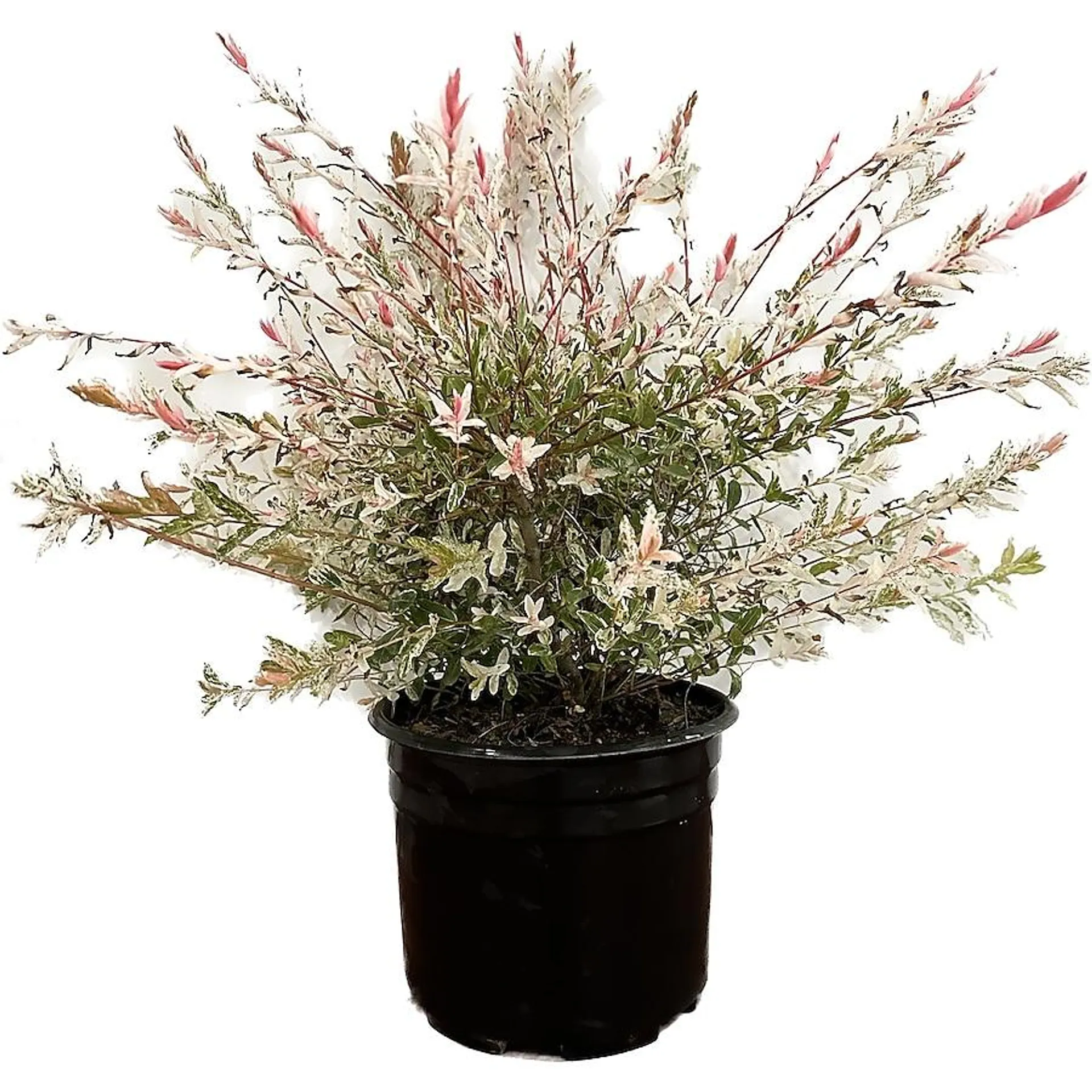 Dappled Willow Accent Shrub in 2.25-Gallon (s) Pot