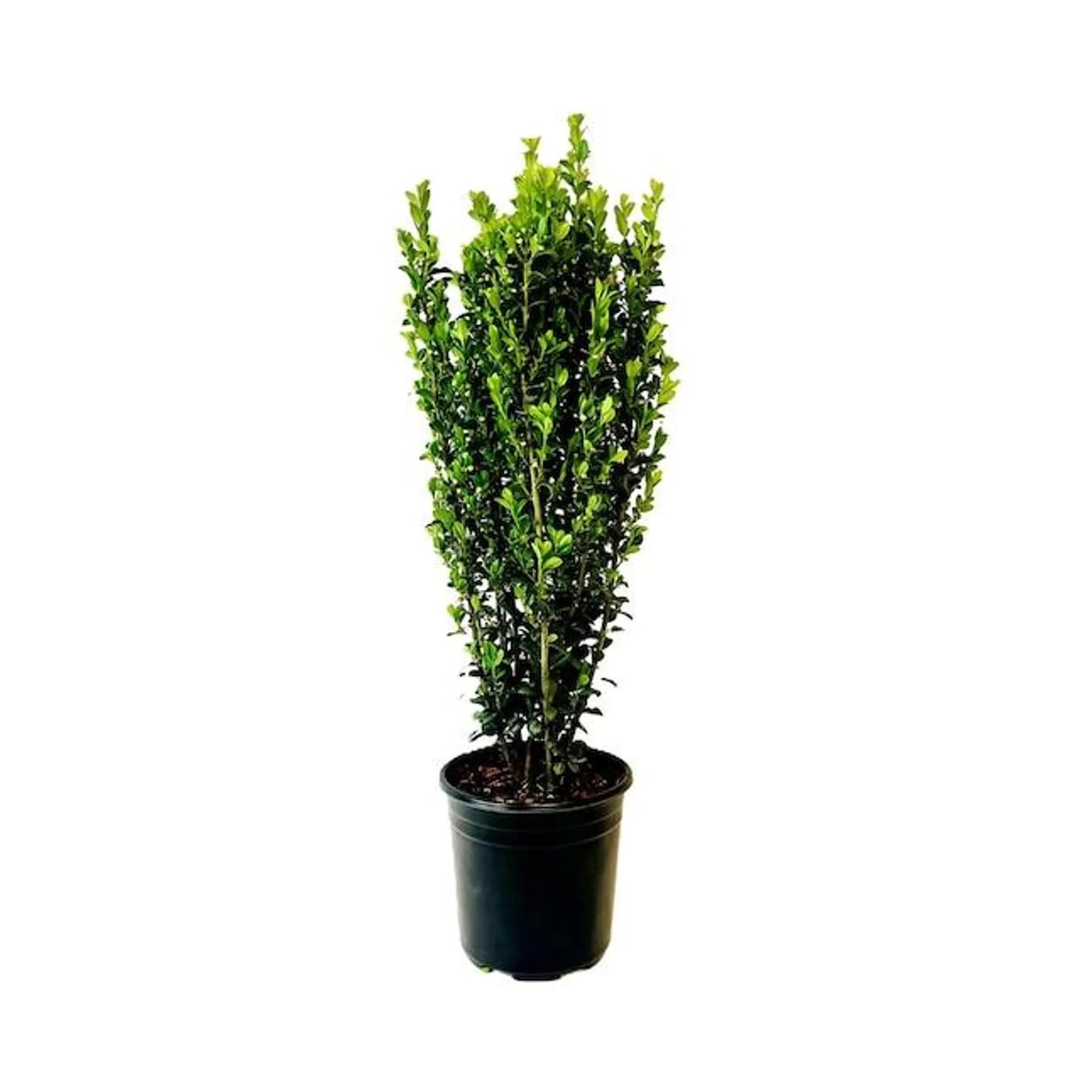 White Sky Pencil Holly Foundation/Hedge Shrub in 2.5-Quart Pot