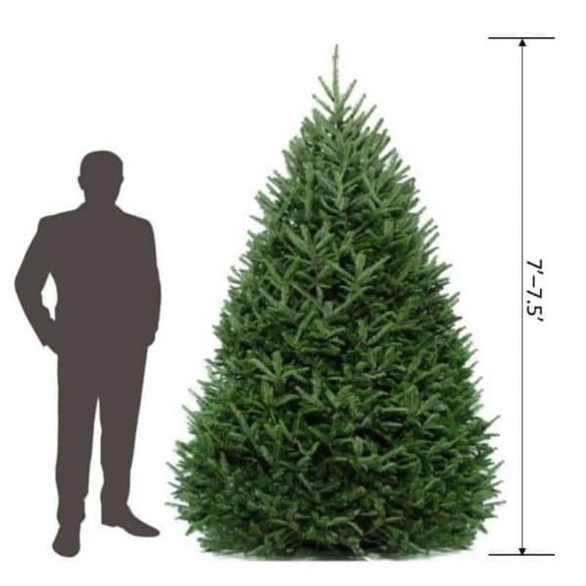 7 ft. to 7.5 ft. Freshly Cut Fraser Fir Live Christmas Tree