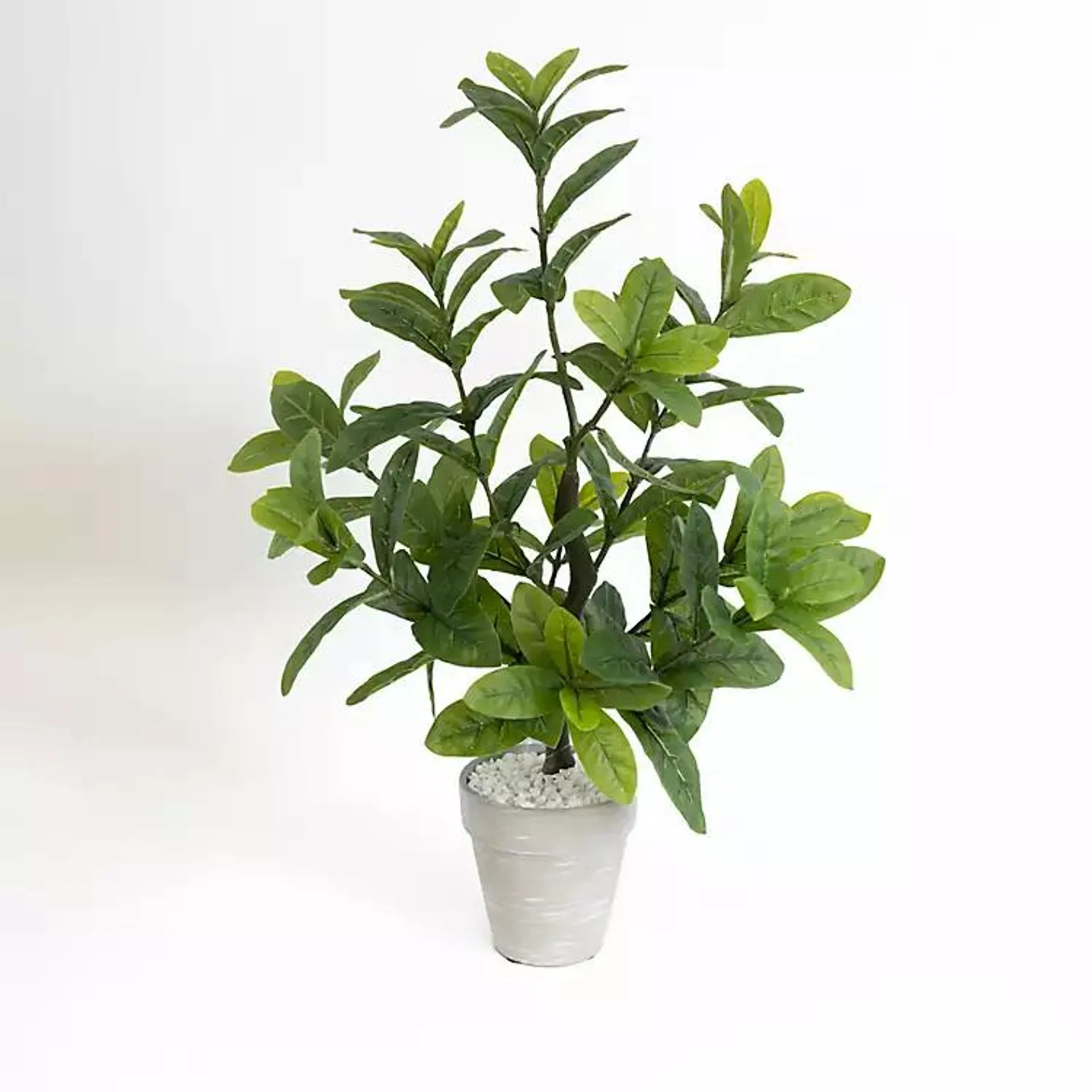 Lemon Leaf Plant in Gray Terracotta Planter