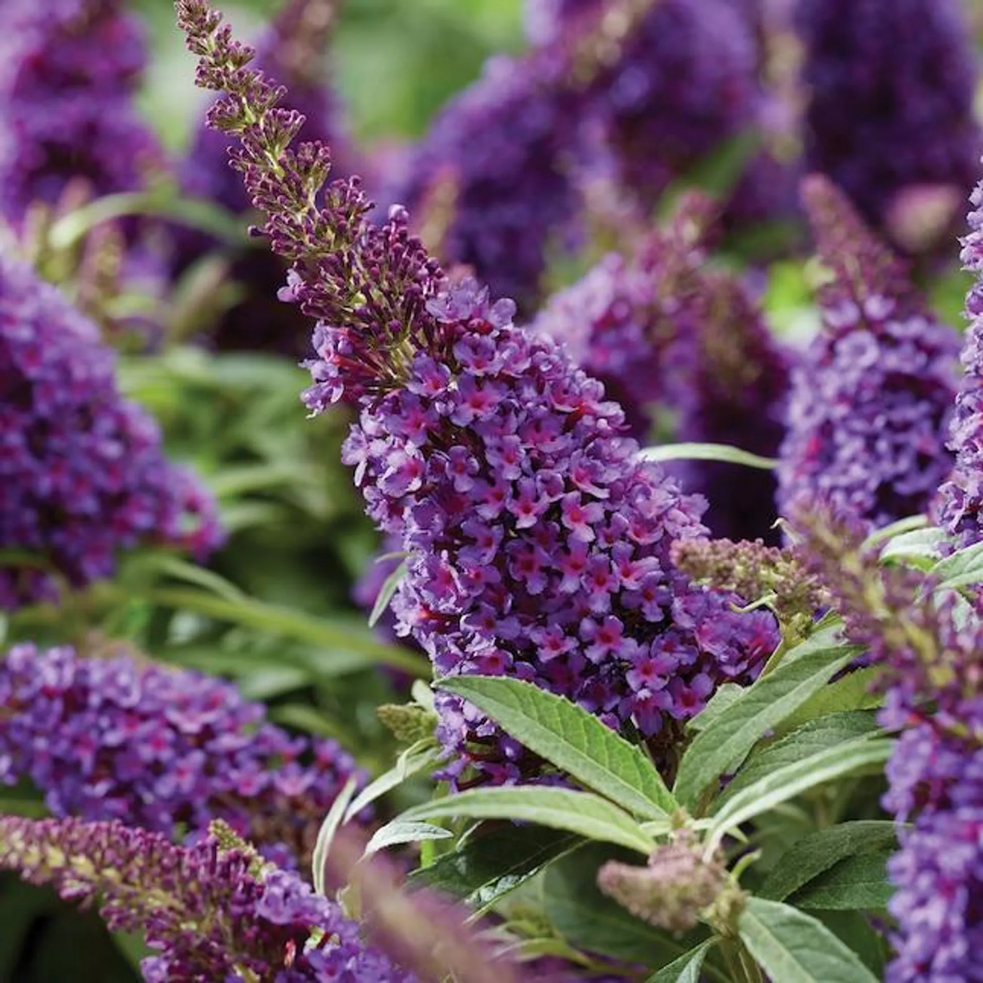 Flowerwood Purple Little Grape Butterfly Bush Flowering Shrub in 2.5-Quart Pot