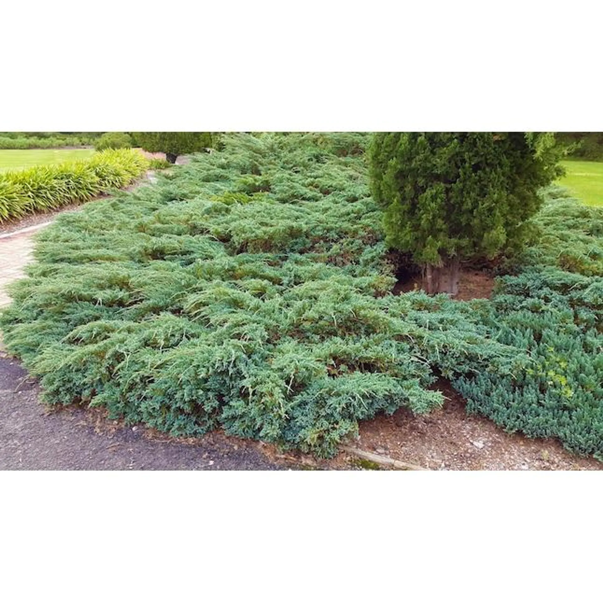 Blue Creeping Juniper Accent Shrub in 1-Gallon Pot