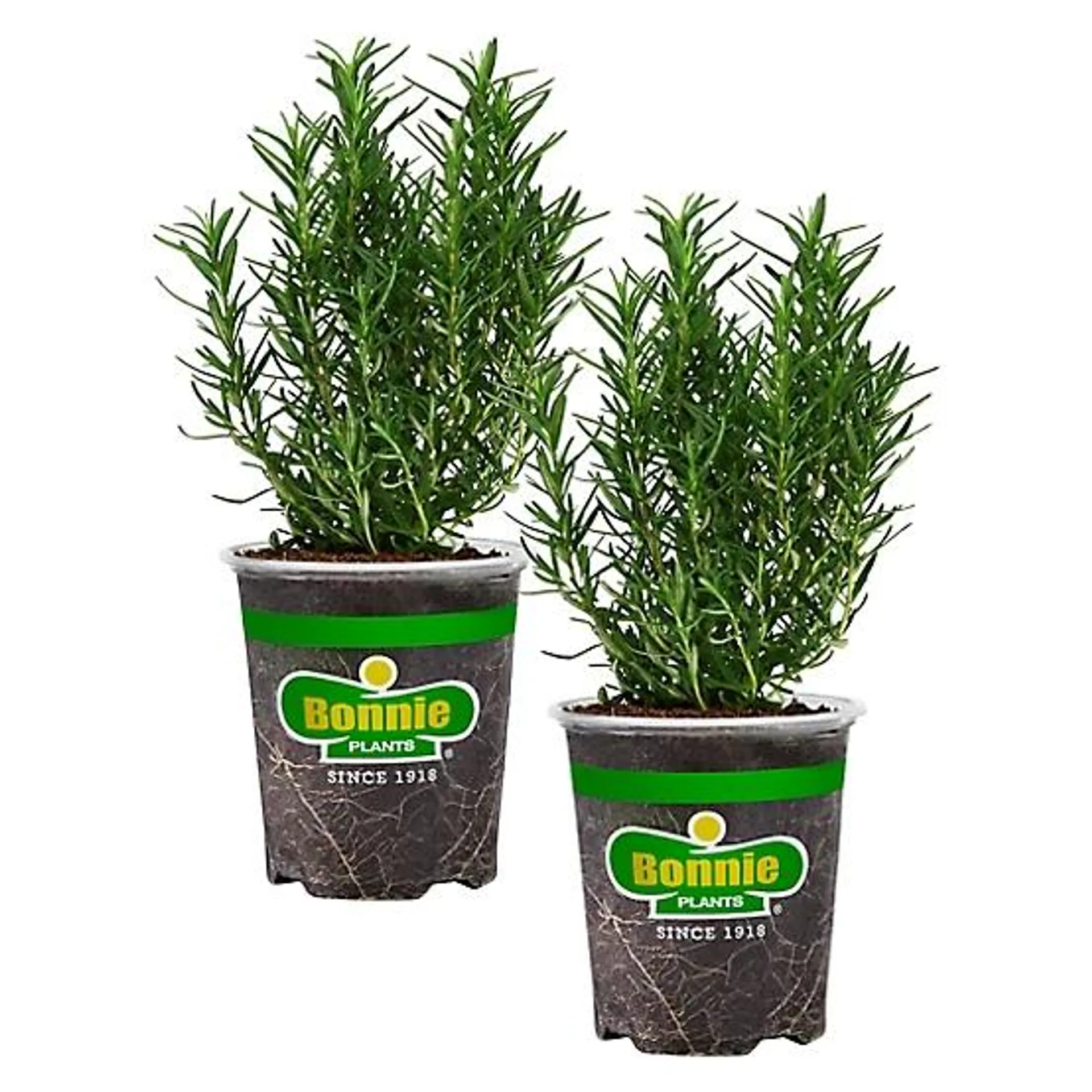 19.3 oz. Potted Rosemary Plants, 2 pc.