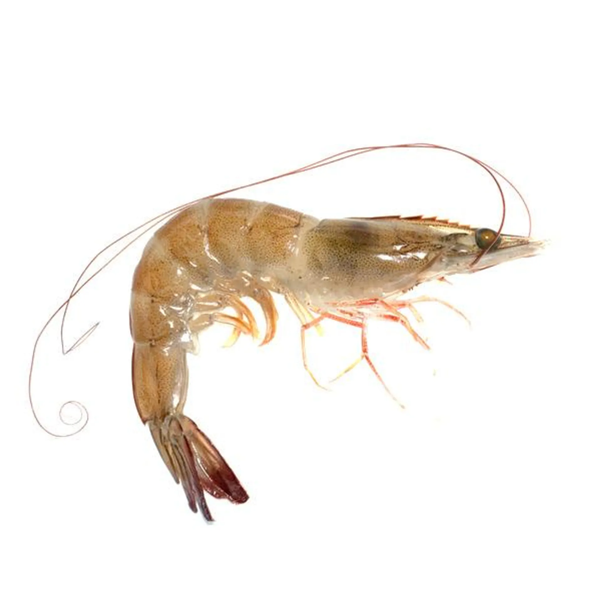 50 to 60 Count Frozen Medium Head-On Shrimp