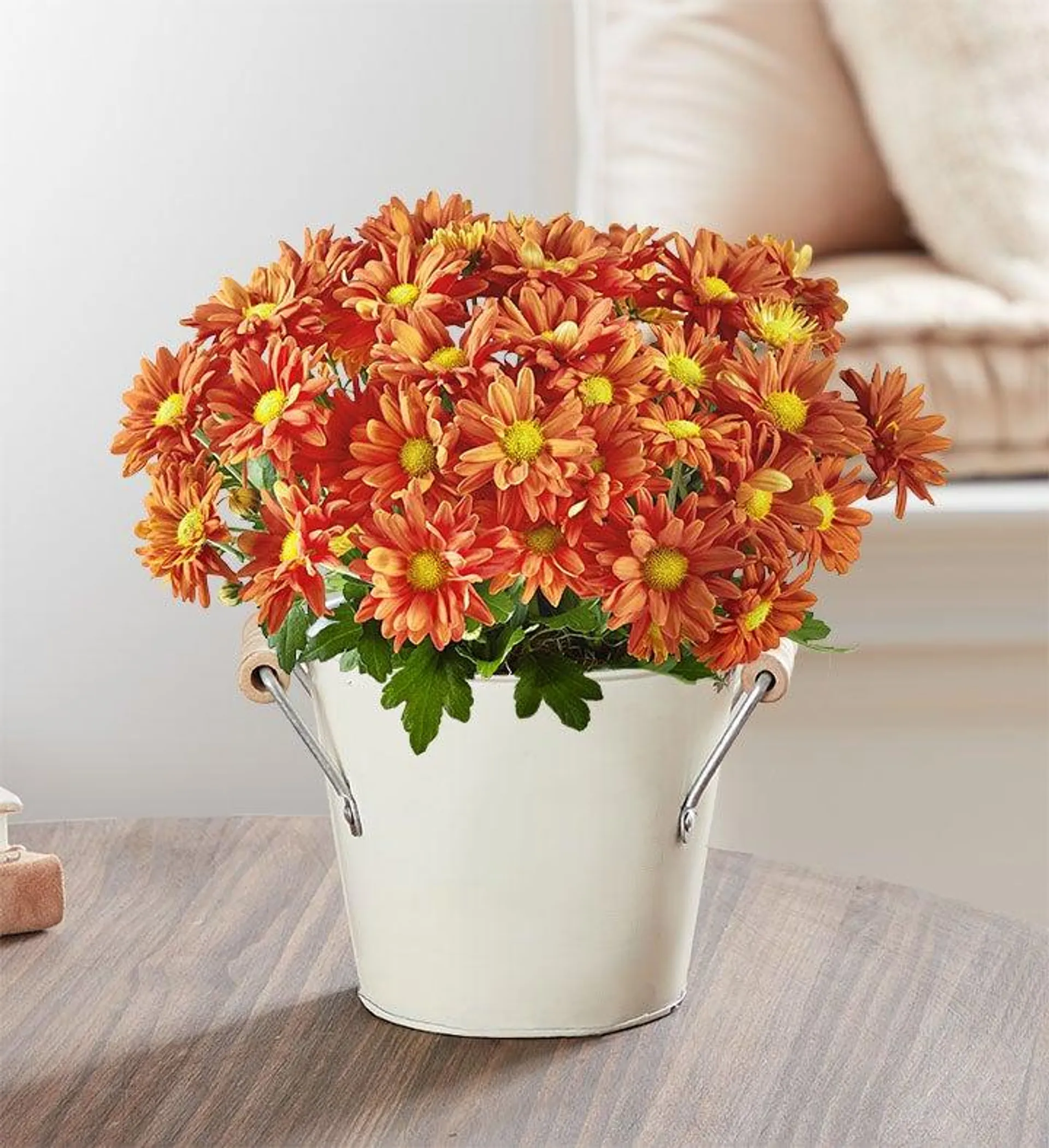 Fall Mum Plant 6"