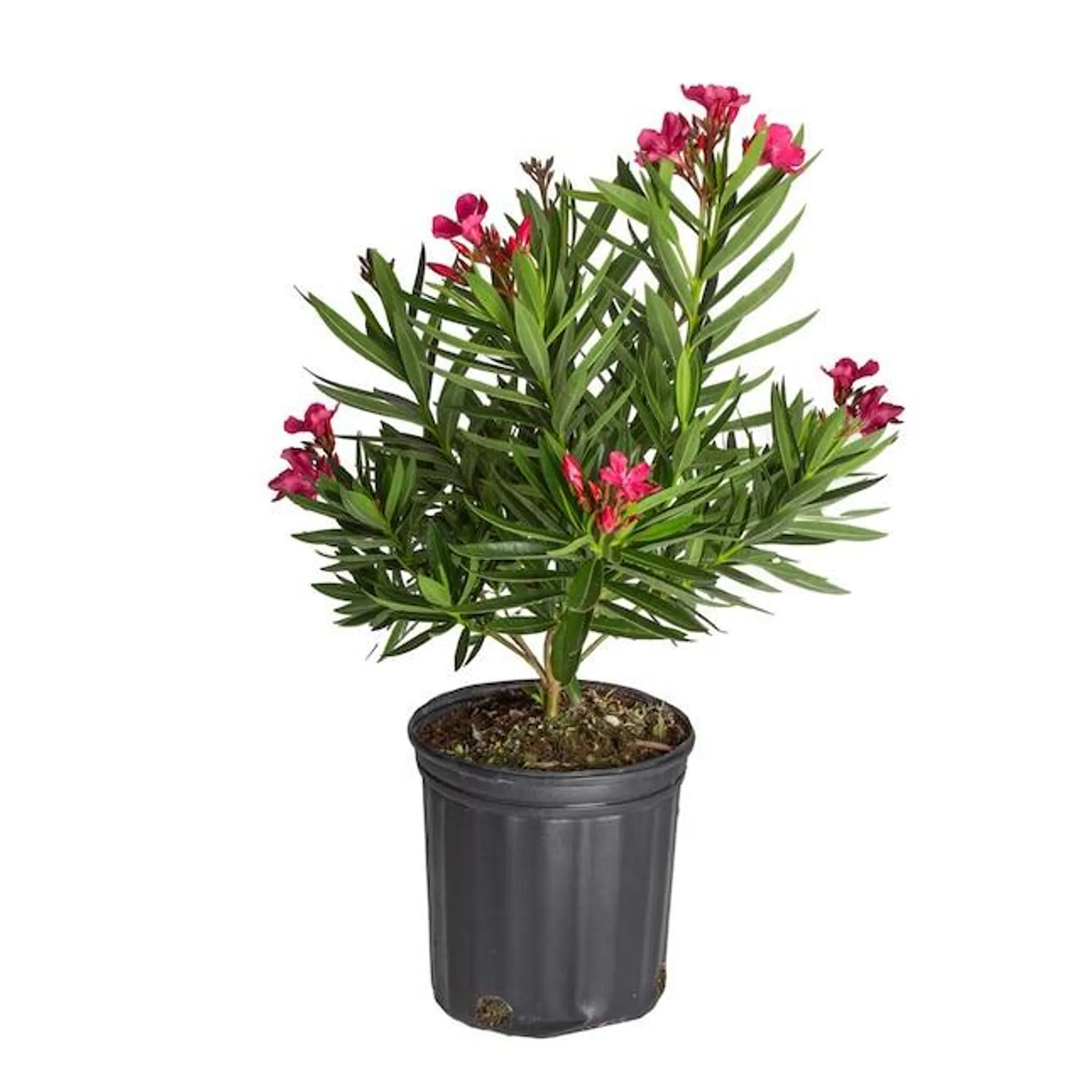 Costa Farms Multicolor Oleander Bush Flowering Shrub in 3-Gallon Pot