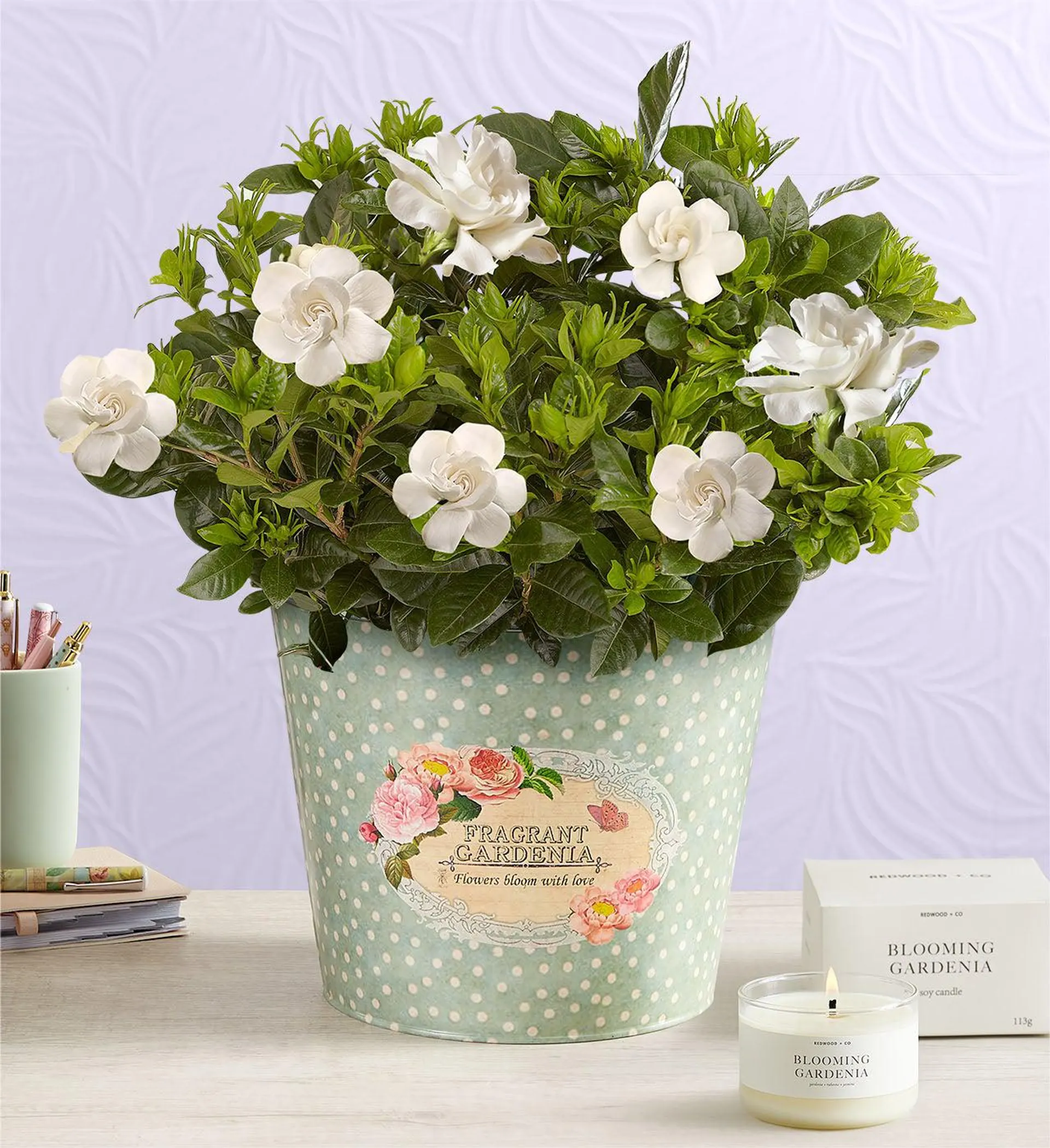 Fragrant Gardenia ™