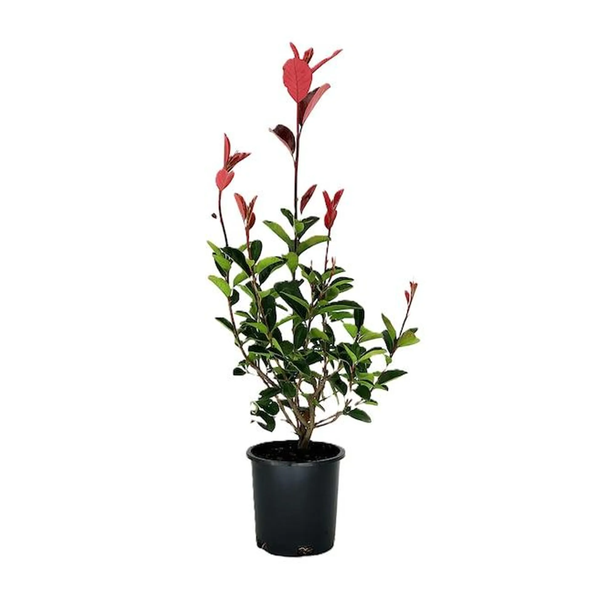 Red Tip Photinia Foundation/Hedge Shrub in 2.5 -Quart Pot 1 -Pack