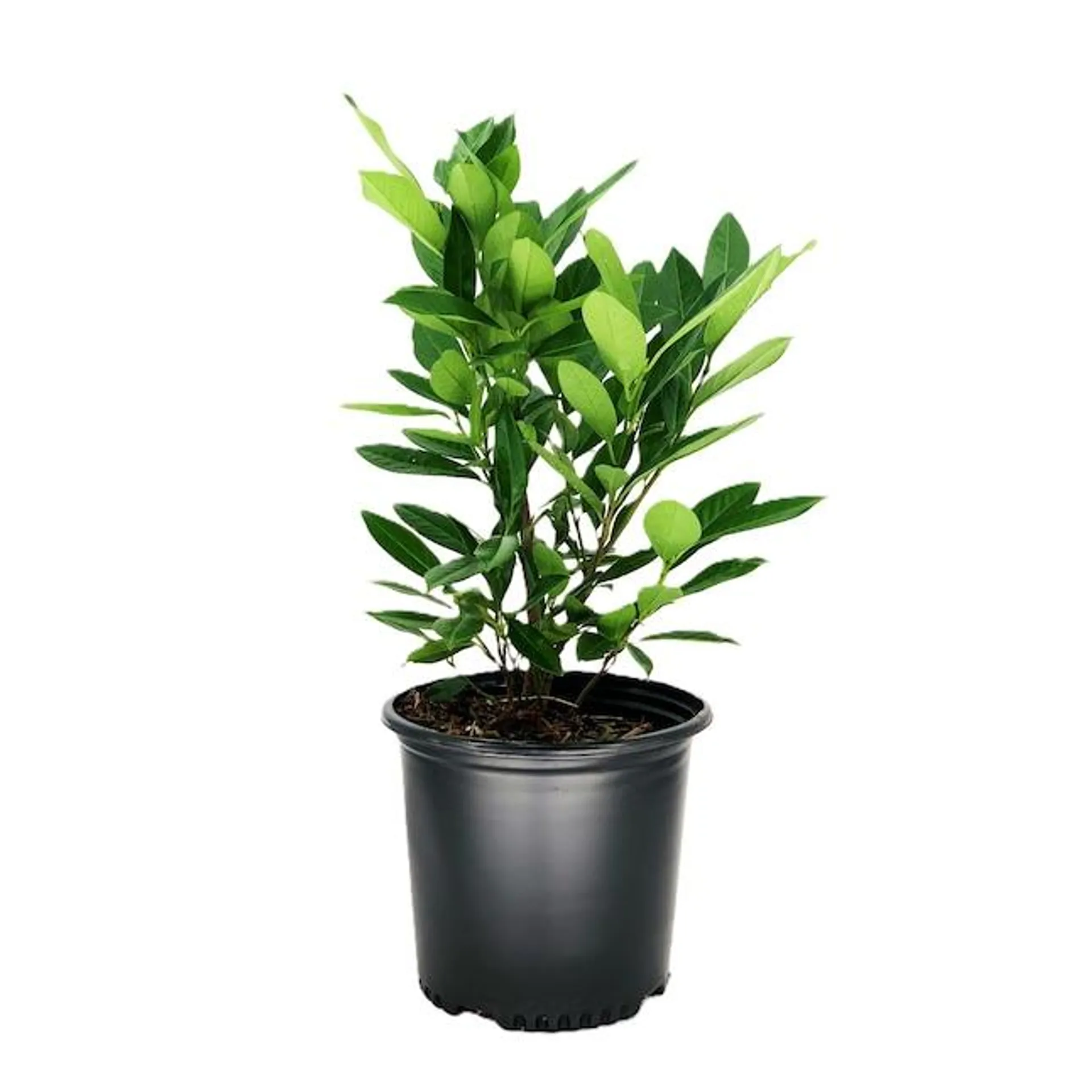 Schip Cherry Laurel Foundation/Hedge Shrub in 2.25 -Gallon Pot 1 -Pack