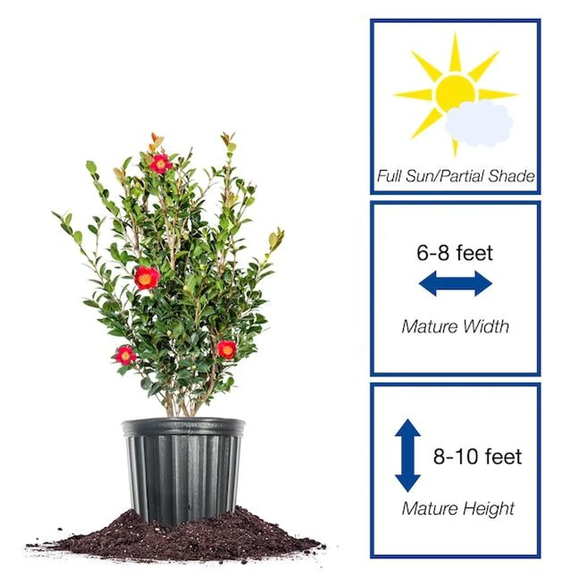 Perfect Plants Red Yuletide Camellia Flowering Shrub in 3-Gallon Pot