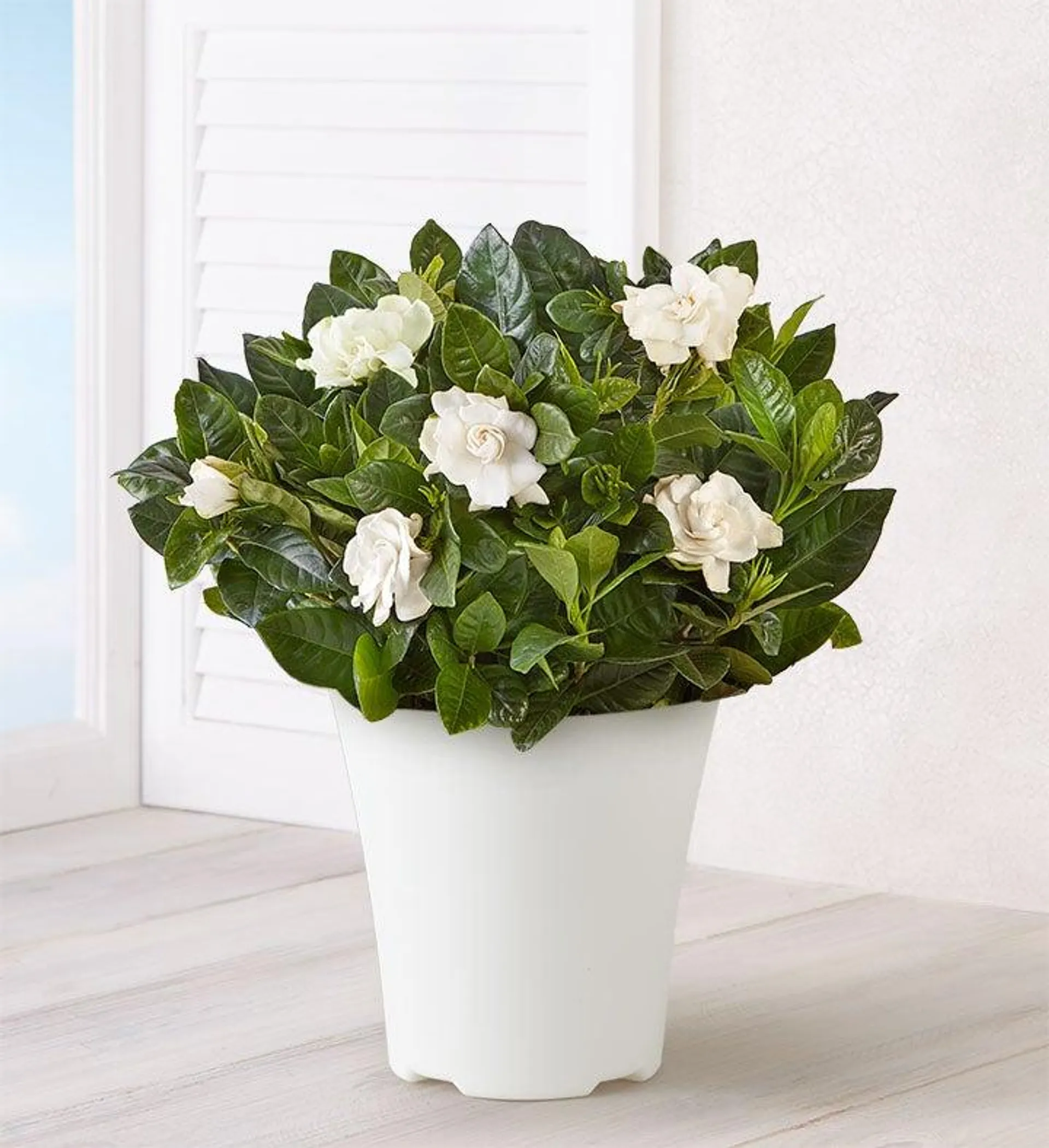 Blooming Gardenia Plant