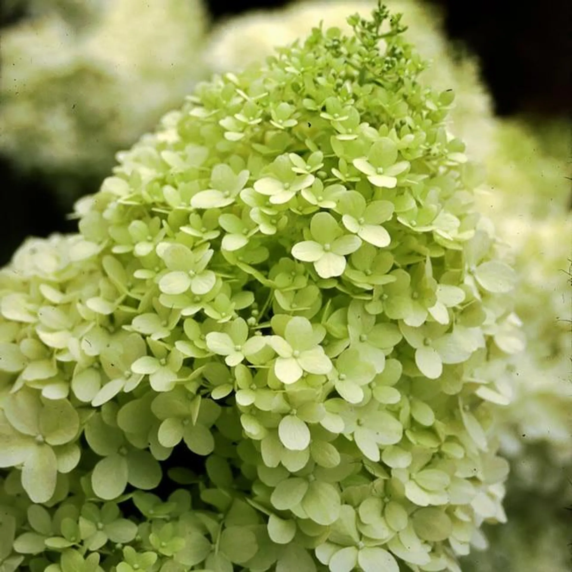 Proven Winners Limelight Panicle Hydrangea (Paniculata) Flowering Shrub in 1 -Quart Pot 1.0 -Pack with Multicolor Blooms