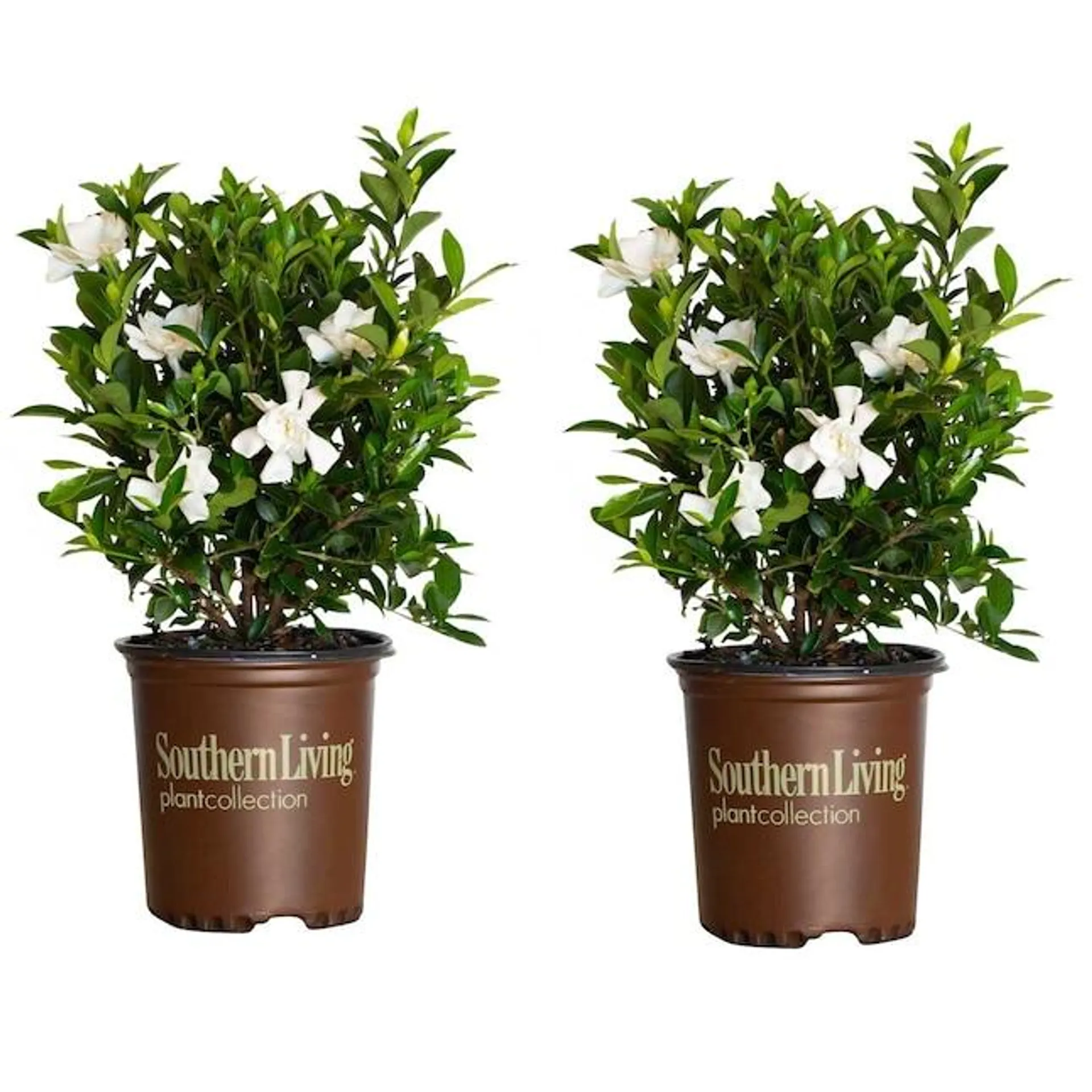 Southern Living Plant Collection White Jubilation Gardenia Flowering Shrub in 2.5-Quart Pot 2-Pack