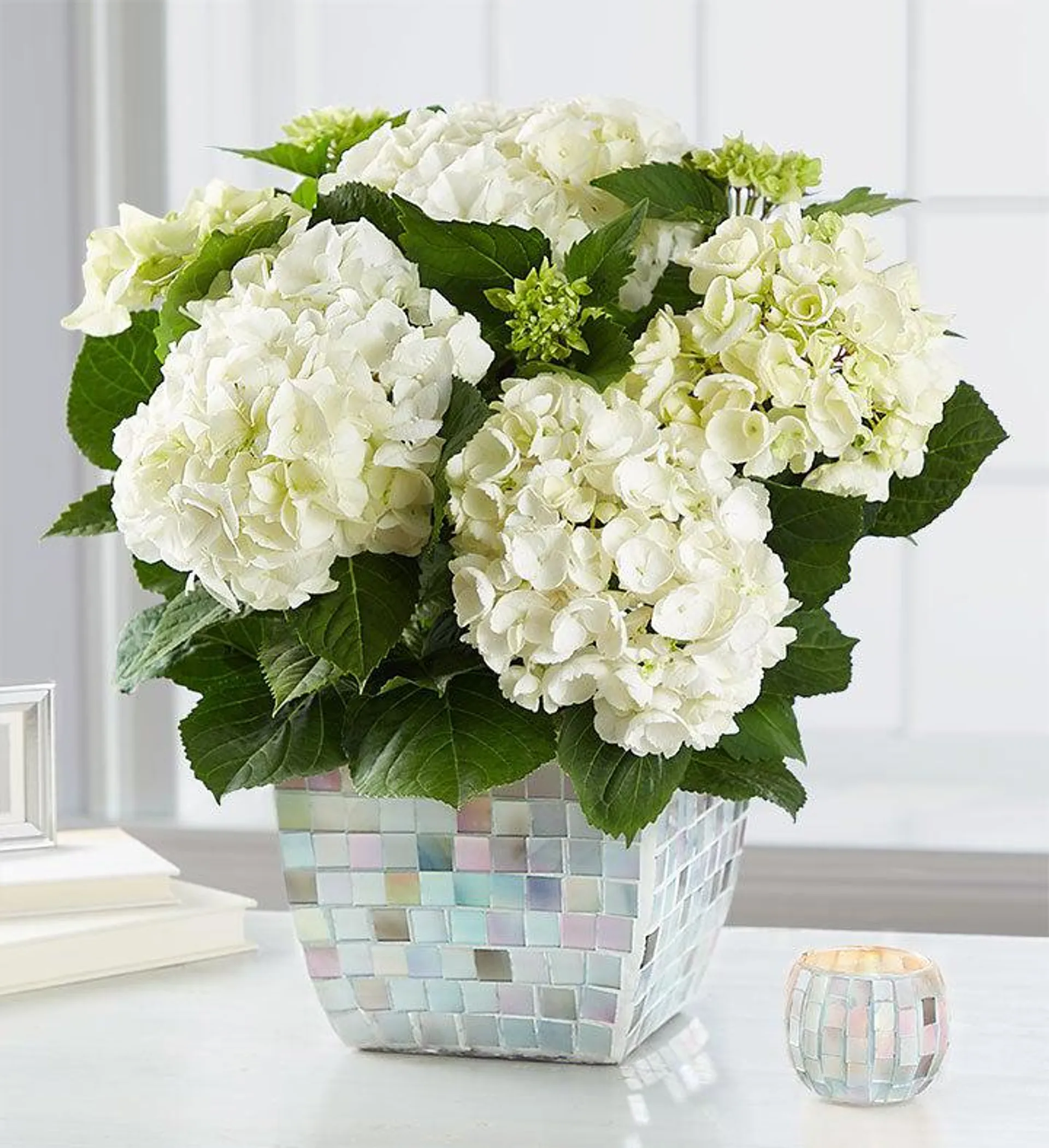 Majestic Mosaic Hydrangea