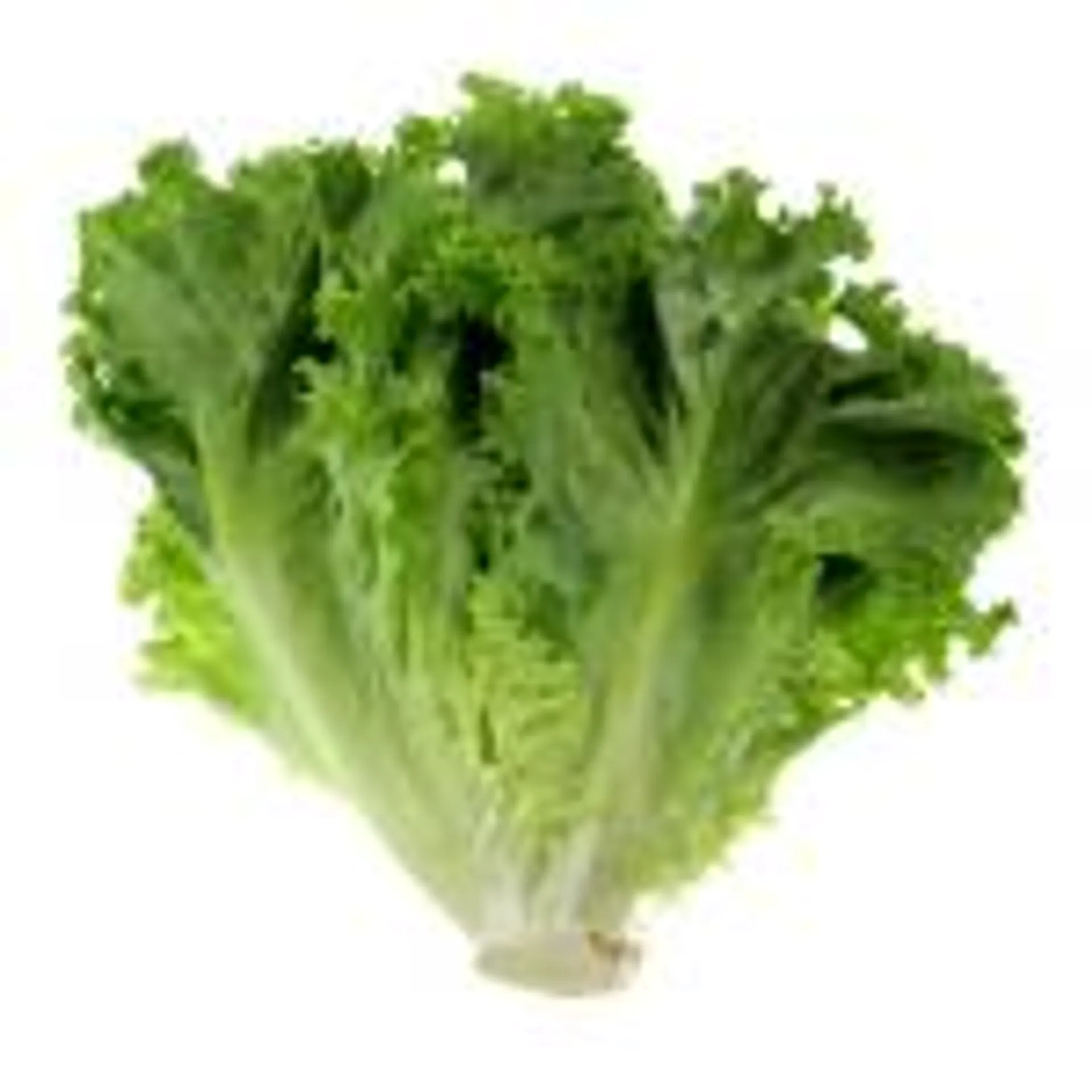 Green Leaf Lettuce