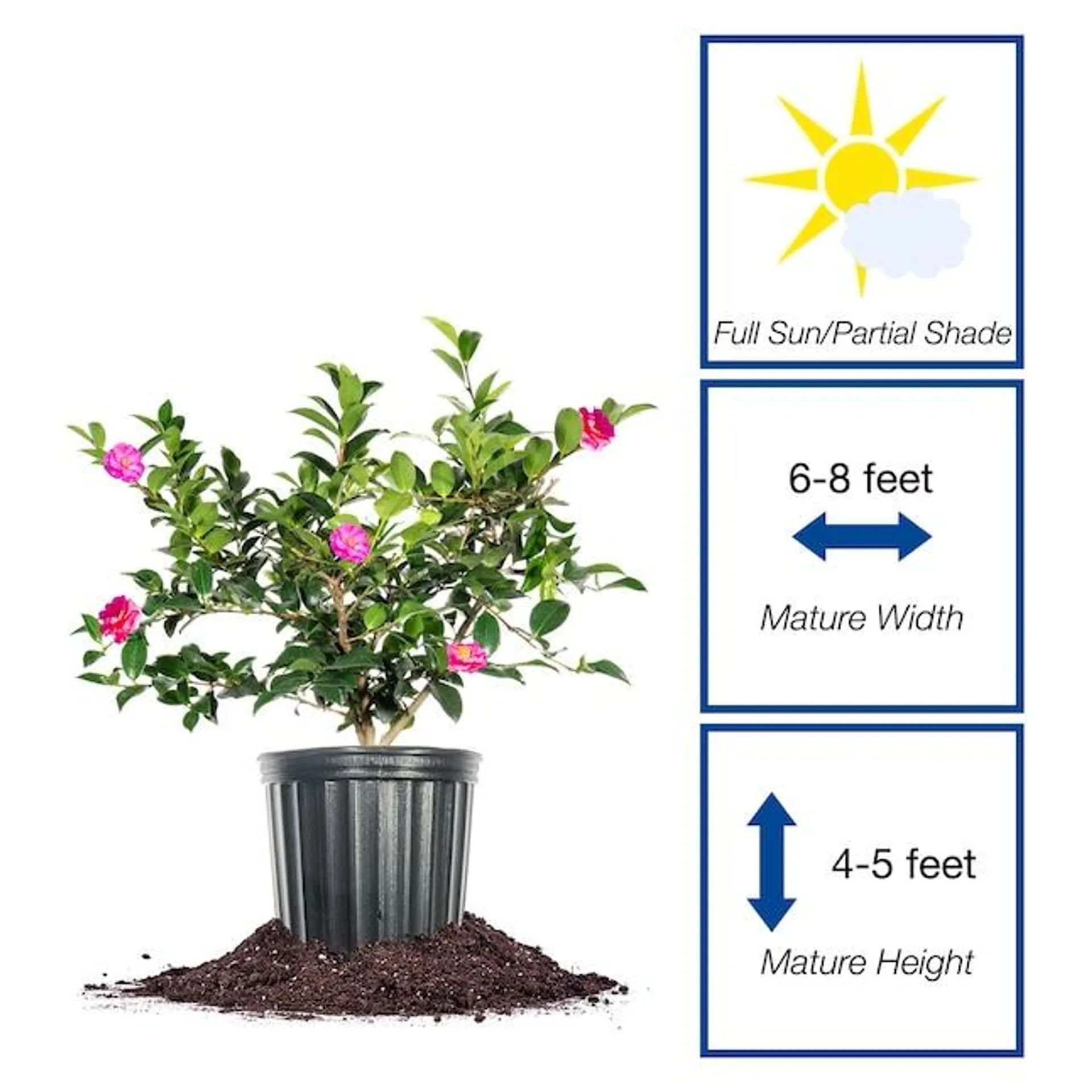 Perfect Plants Pink Shi-shi Gashira Camellia Flowering Shrub in 3-Gallon Pot