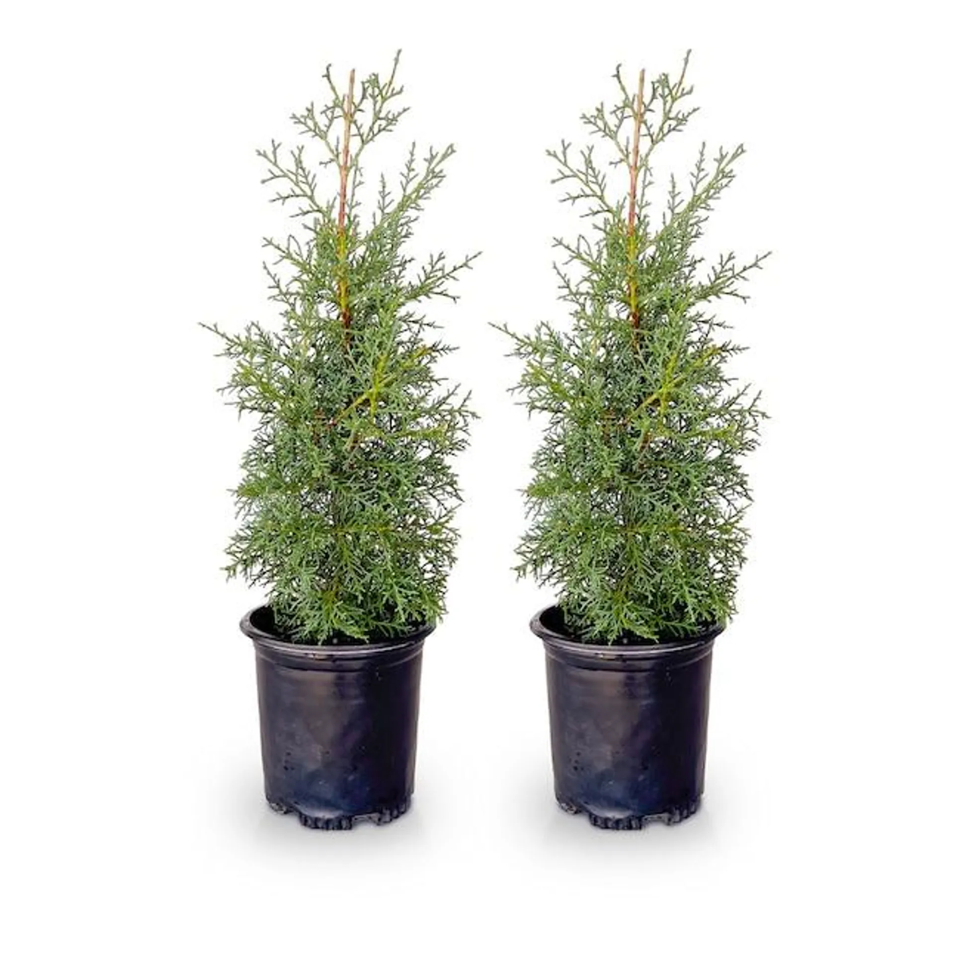 Flowerwood Carolina Sapphire Cypress Screening Shrub Pot 2-Pack