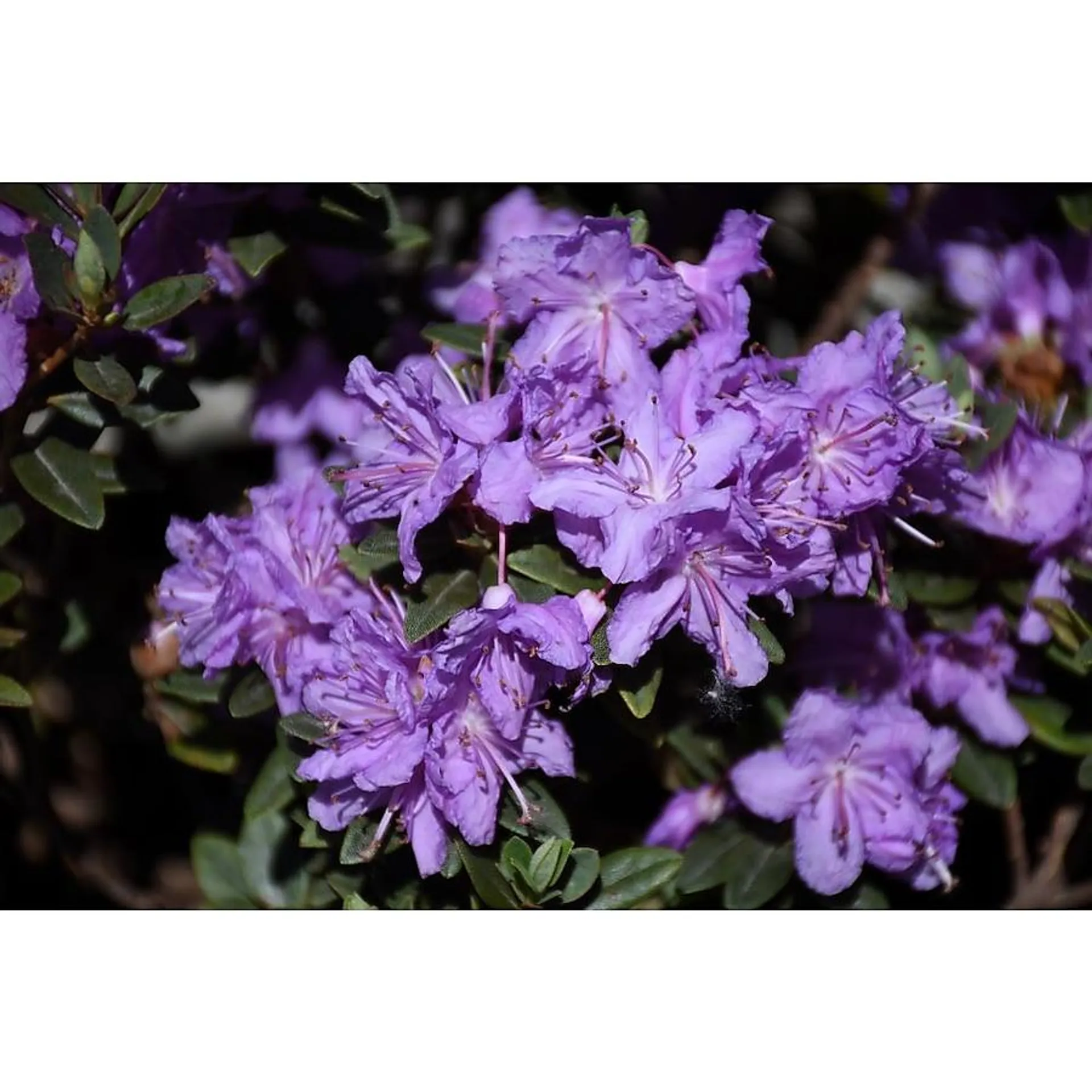 Purple 1.5 Gal. Rhododendron Purple Gem Flowering Shrub in 1.5-Gallon (s) Pot