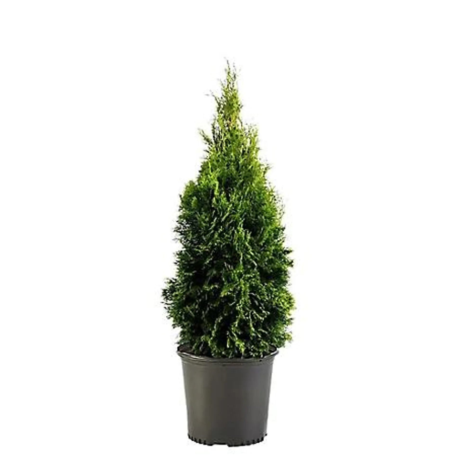 1 gal. Potted Arborvitae Emerald Green Shrub