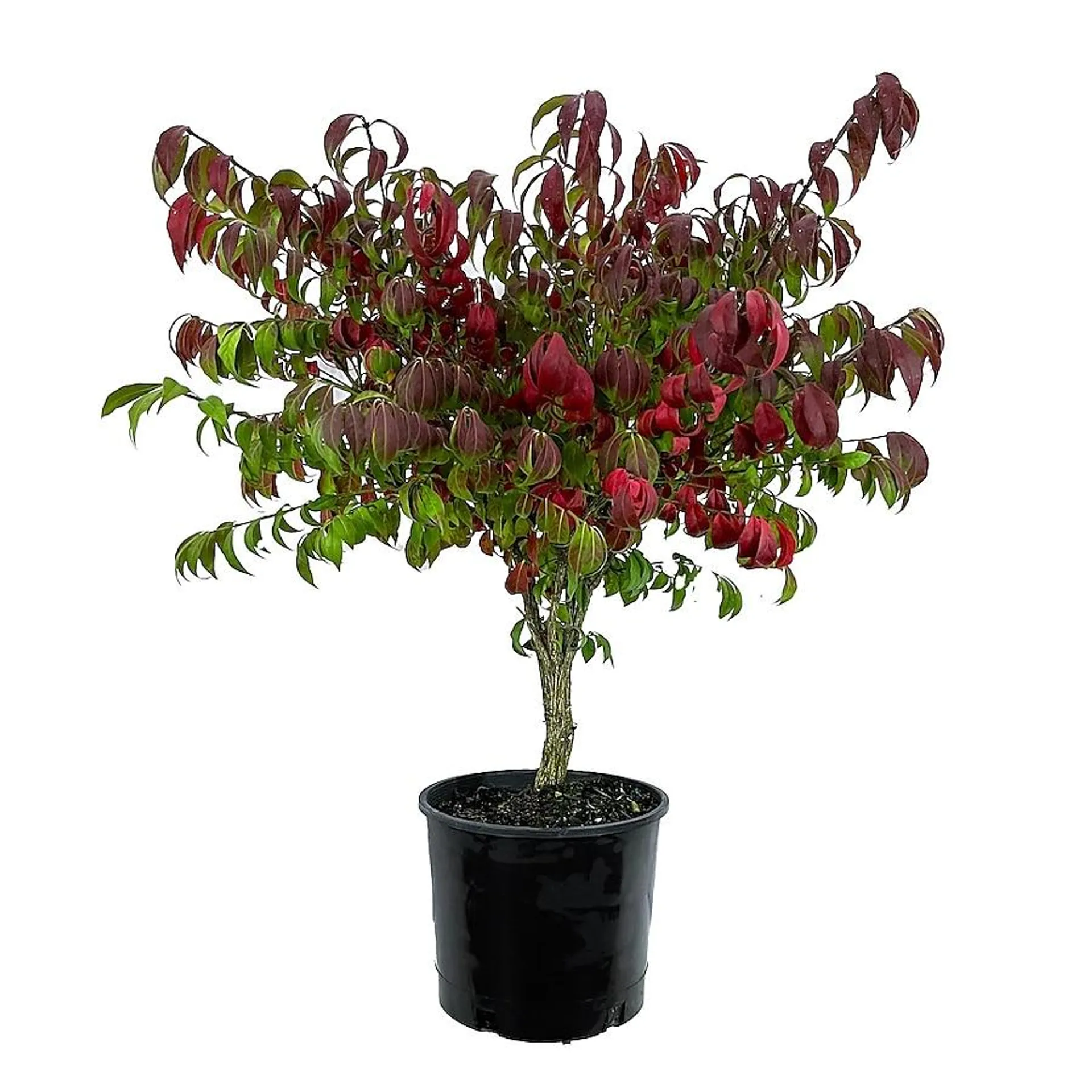 Euonymus Burning Bush Accent Shrub in 2.25-Gallon Pot