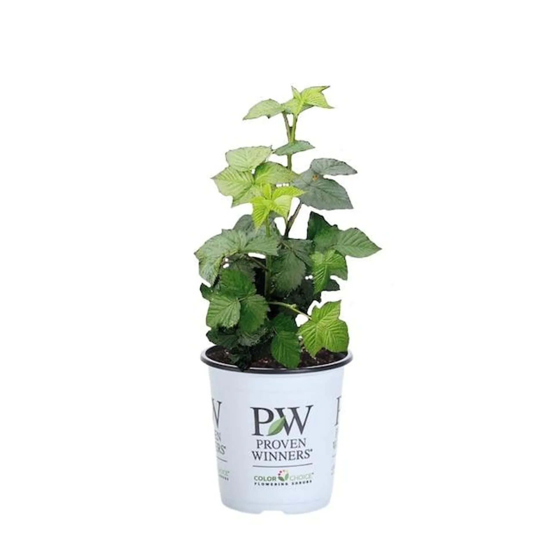Proven Winners Taste of Heaven Blackberry (Rubus) Flowering Shrub in 1 -Gallon Pot 1.0 -Pack with White Blooms