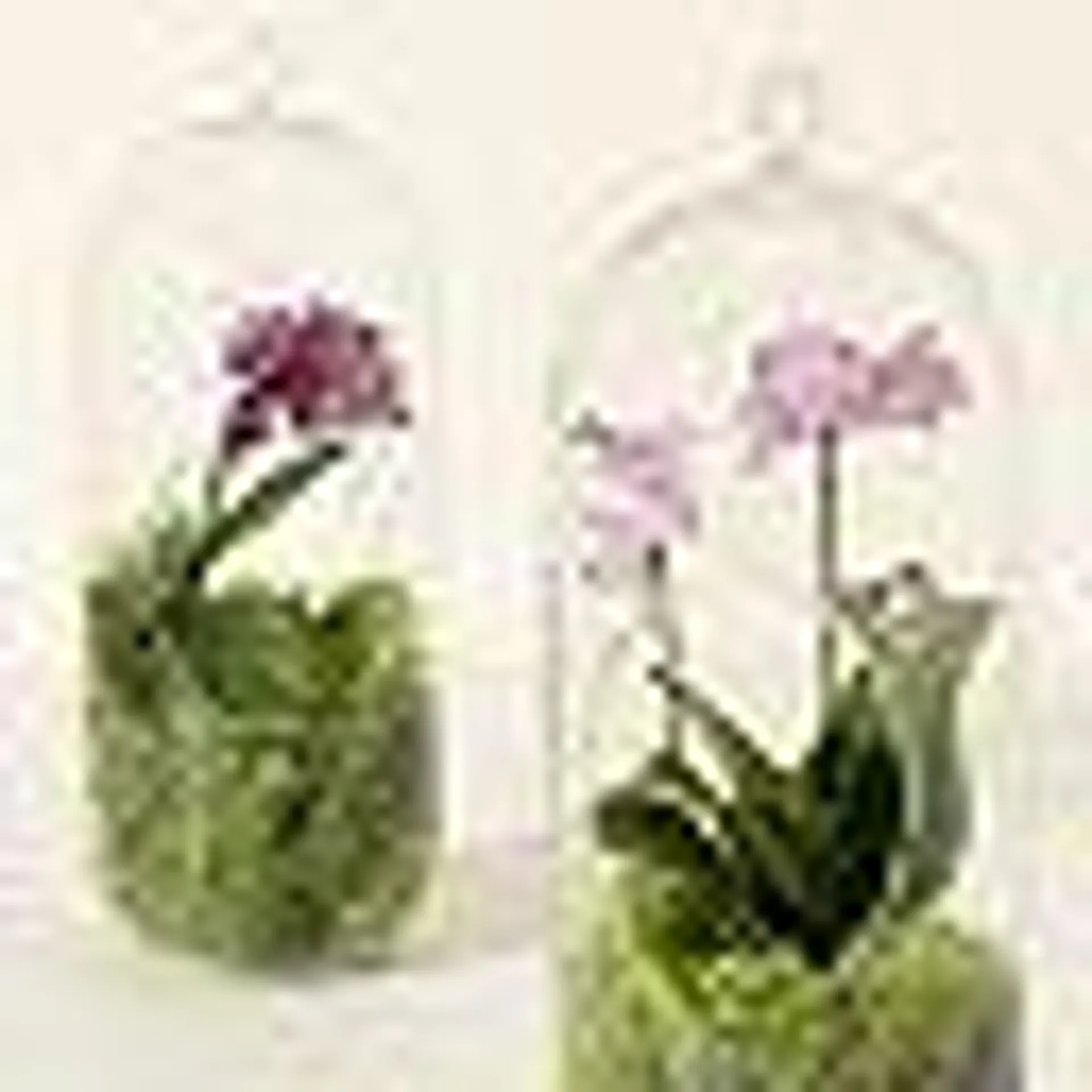 Hanging Orchid Terrarium