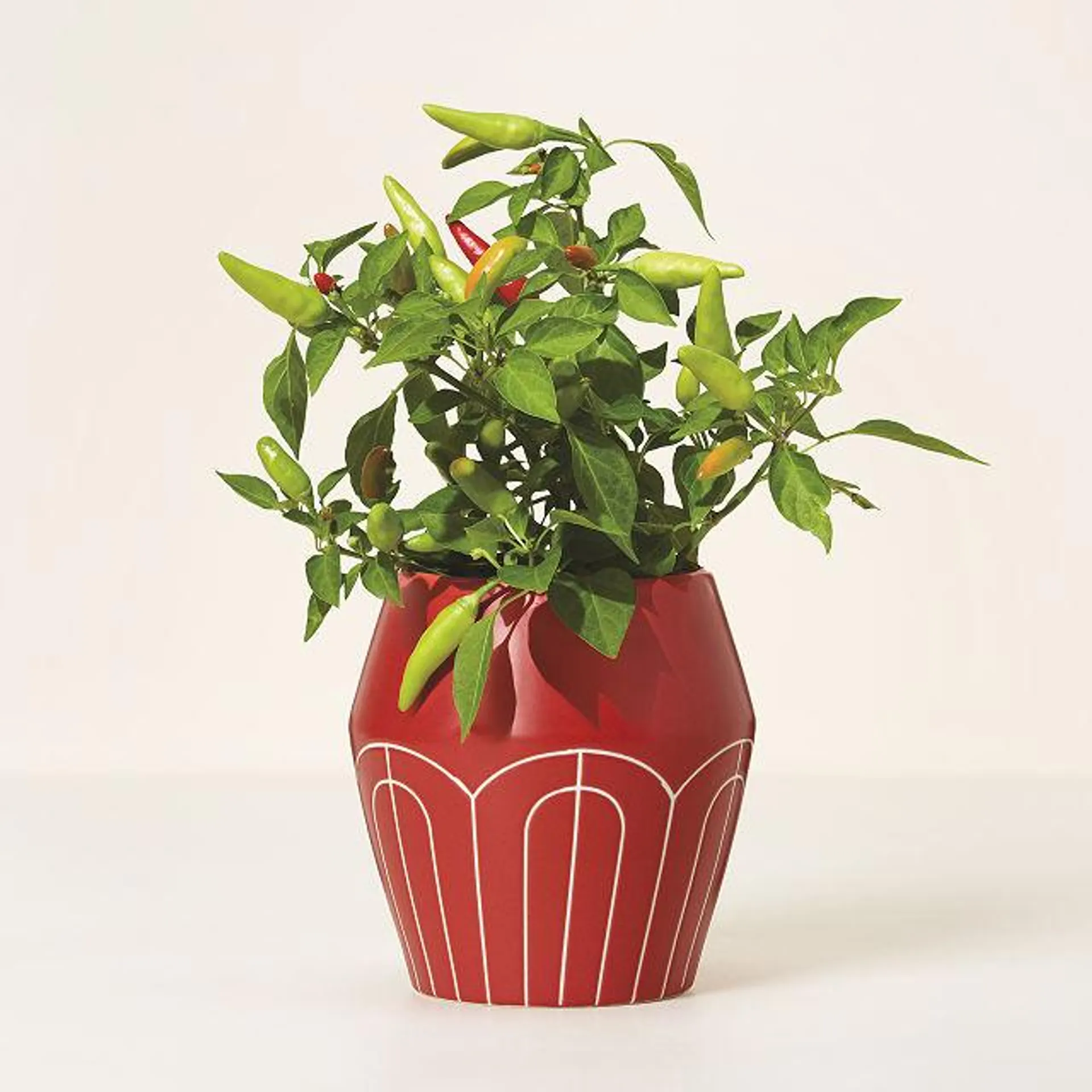 Self-Watering Chili Pepper Planter