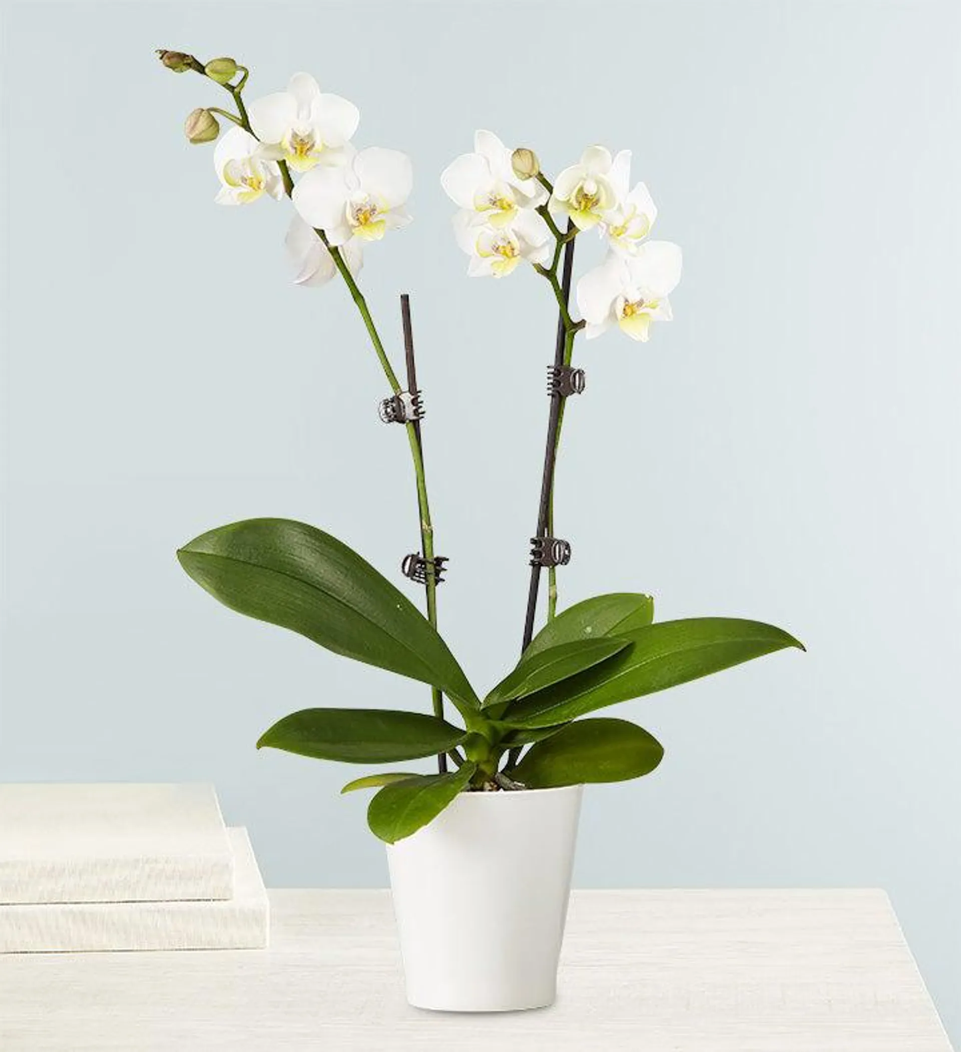 Double White Orchid Plant