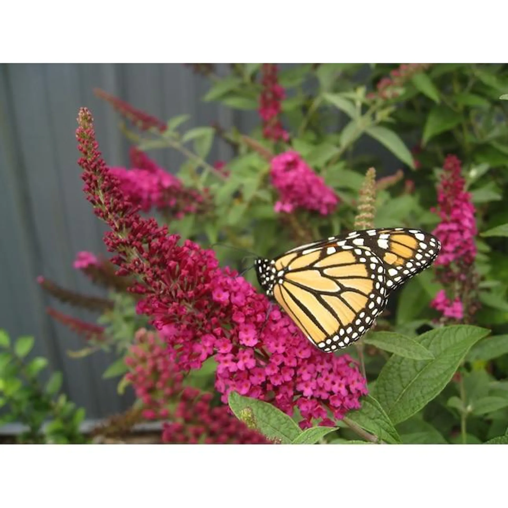 Proven Winners Red 'miss Molly' Butterfly Bush (buddleia) Flowering Shrub in 1-Quart Pot