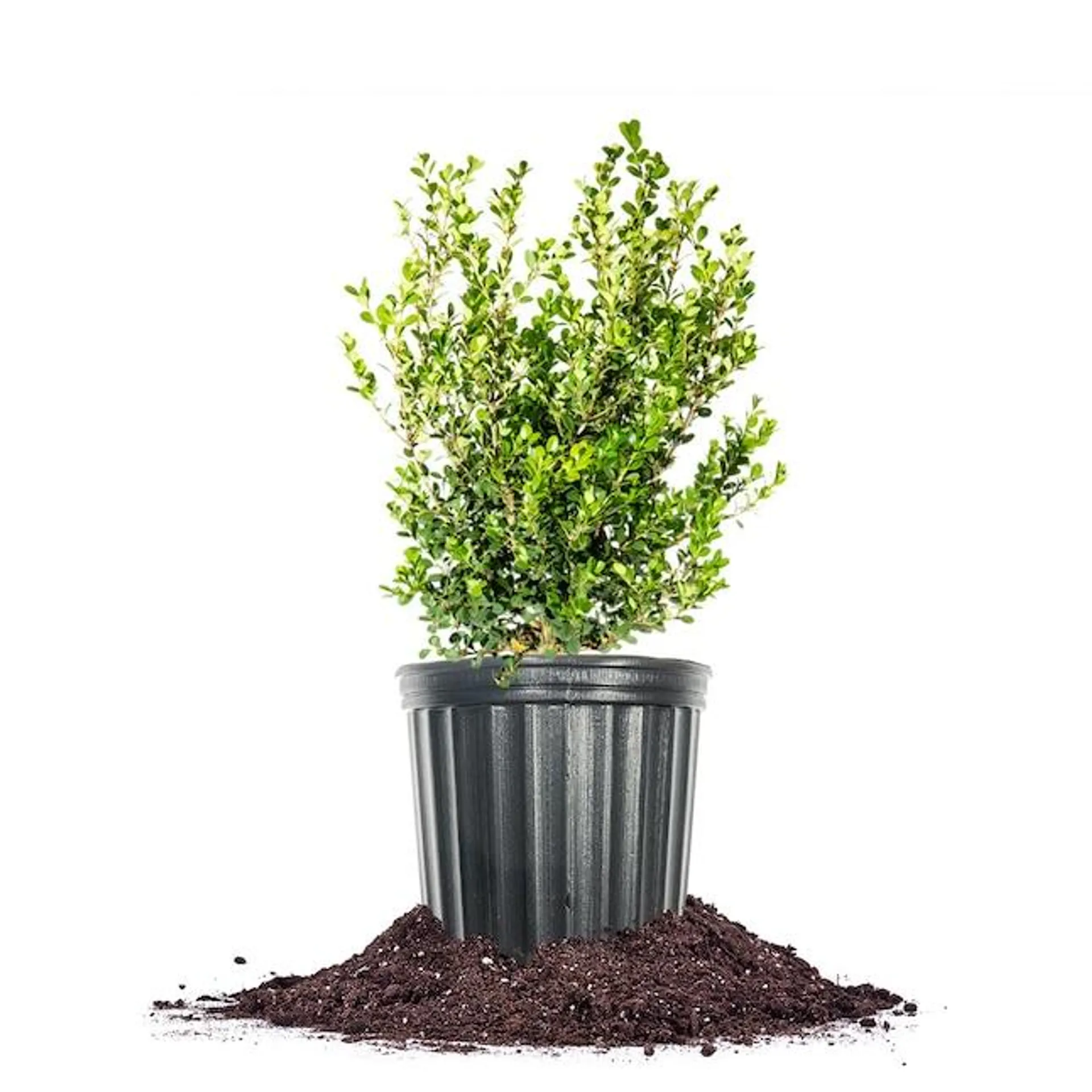 Perfect Plants Japanese Boxwood Foundation/Hedge Shrub in 1-Gallon Pot