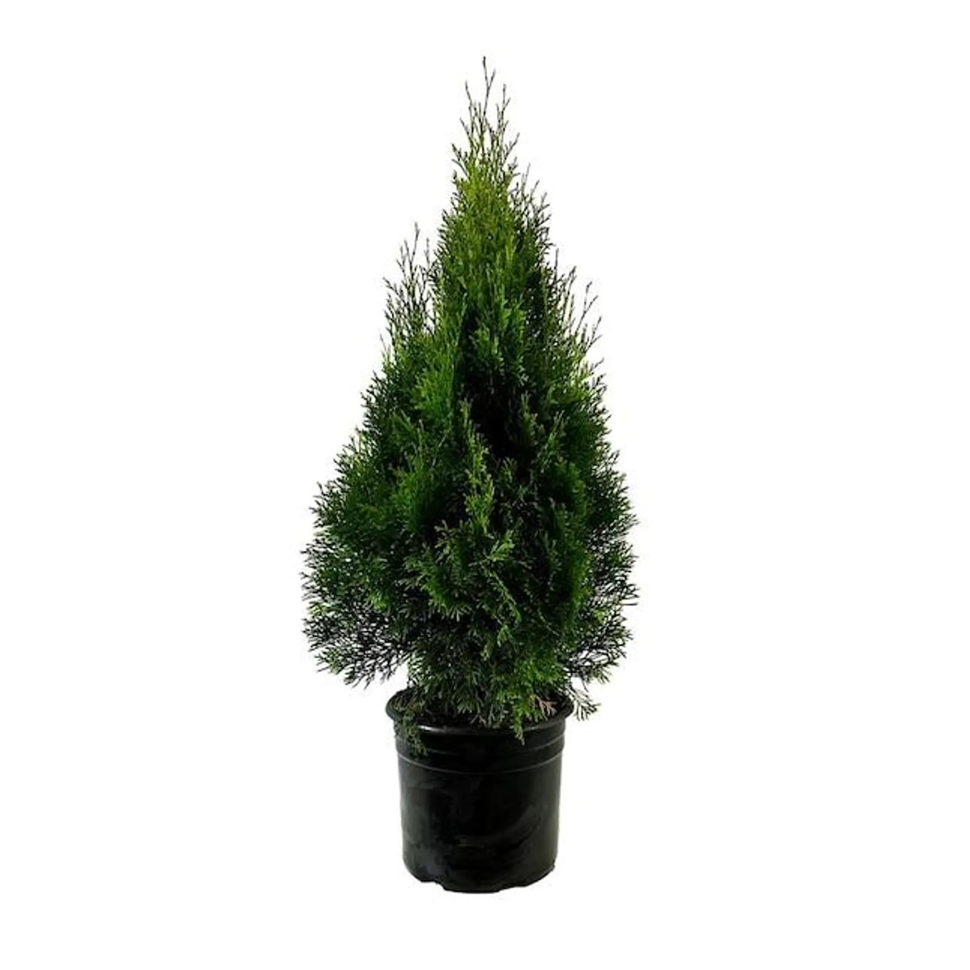 Emerald Green Arborvitae (2.25-Gallon) Screening Shrub in 2.25-Gallon (s) Pot