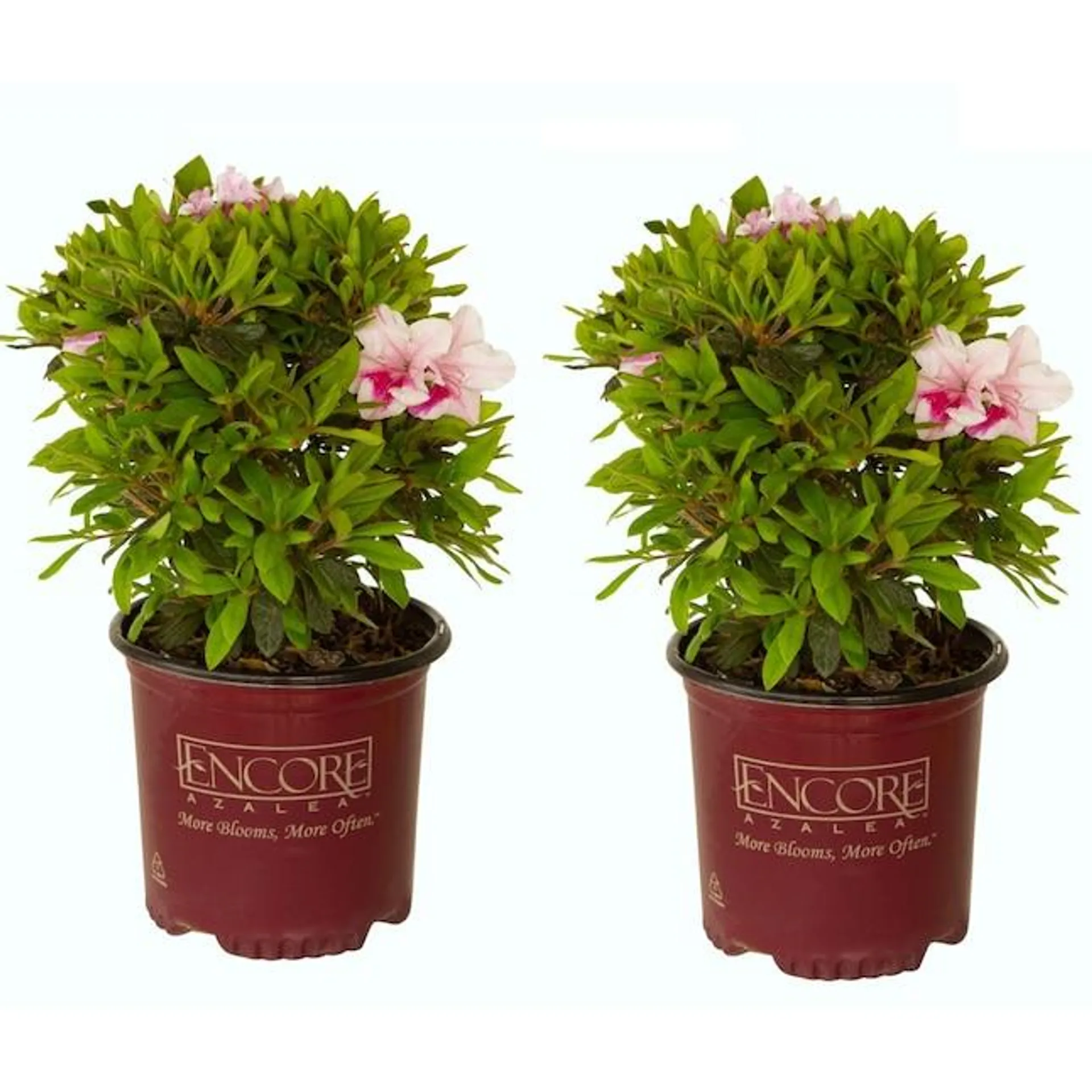 Encore Azalea Multicolor Autumn Twist Azalea Flowering Shrub in 1-Gallon Pot 2-Pack