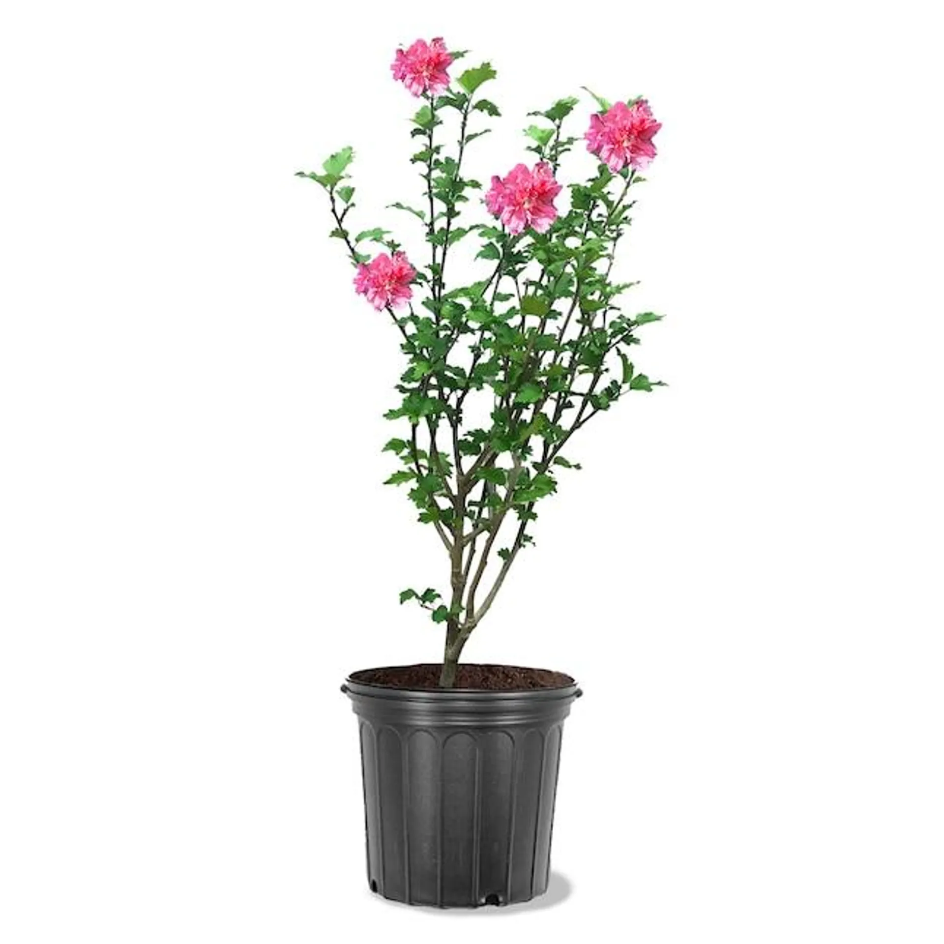 Southern Planters Red Rose Of Sharon Flowering Shrub in 3-Gallon (s) Pot