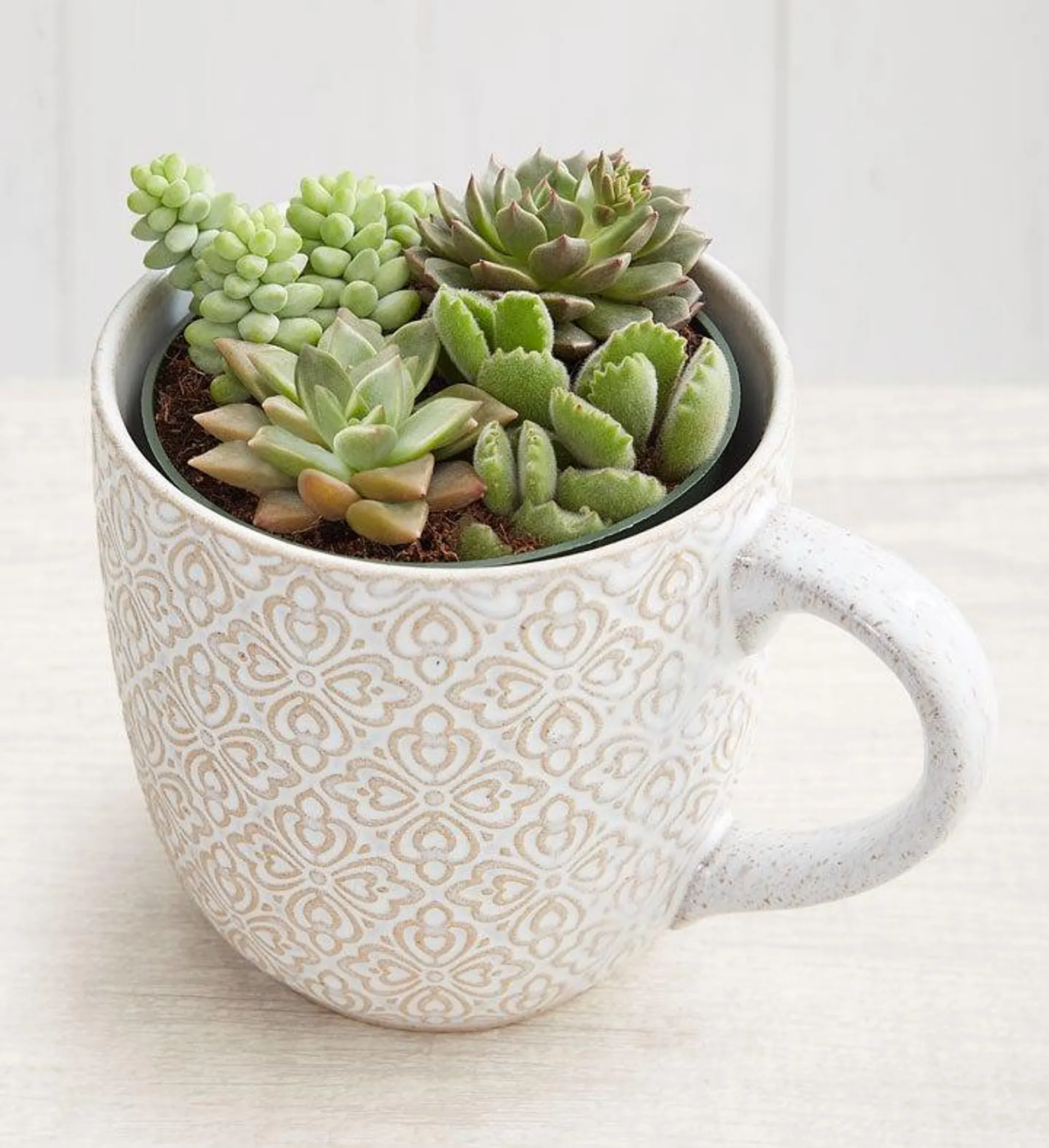 Artisan Mug Succulent Garden