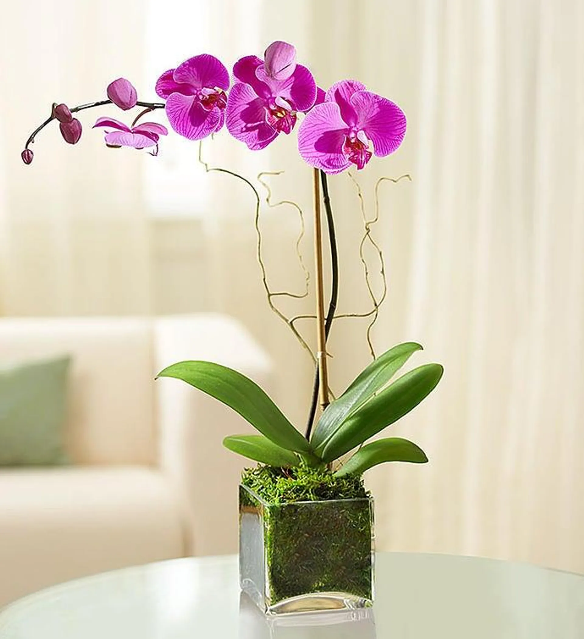 Purple Phalaenopsis Orchid