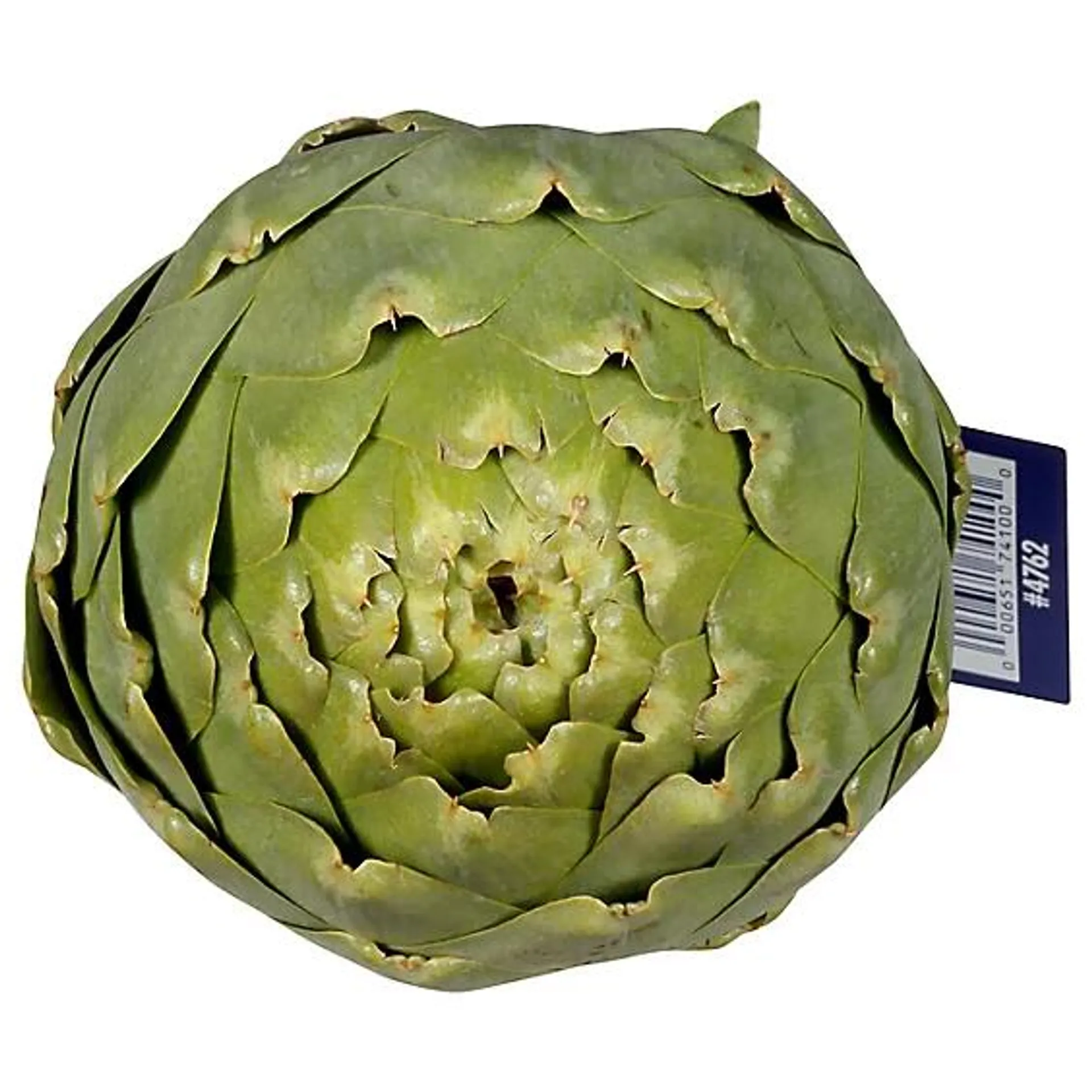 Jumbo Artichoke