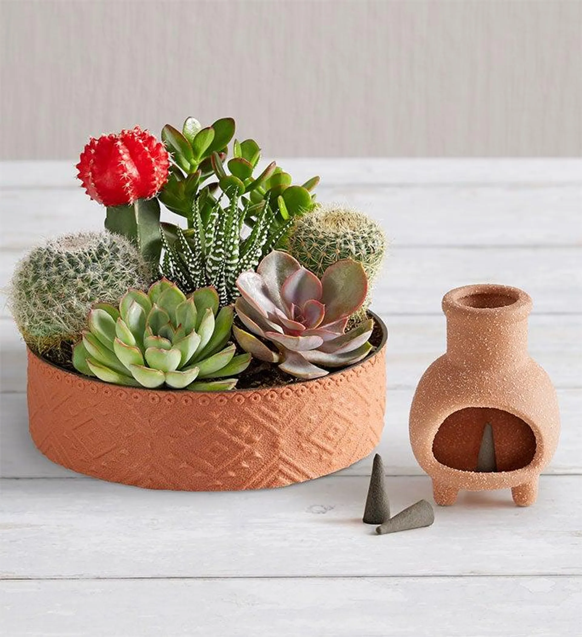 Cactus Dish Garden