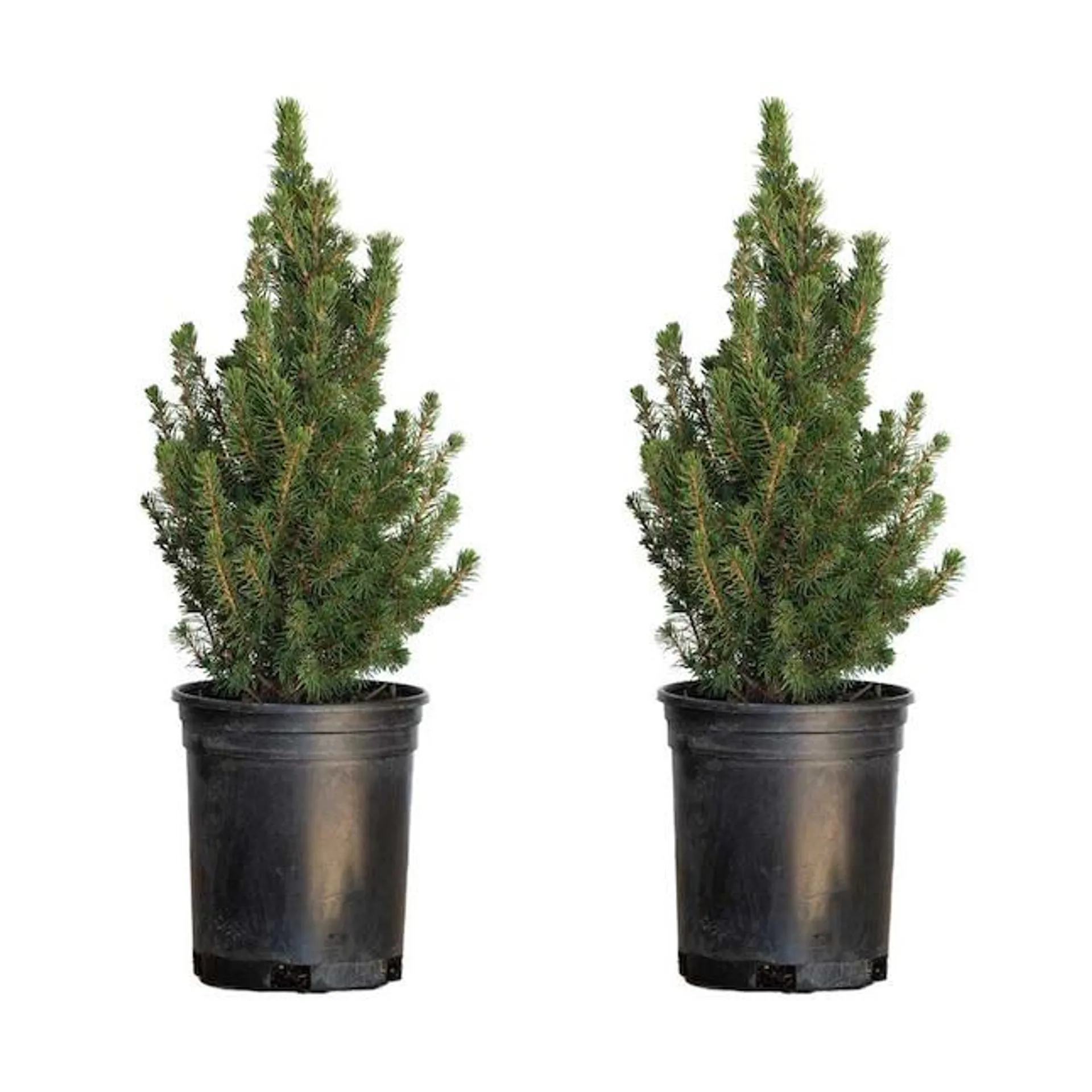 Flowerwood Dwarf Alberta Spruce Feature Shrub in 2.5-Quart Pot 2-Pack