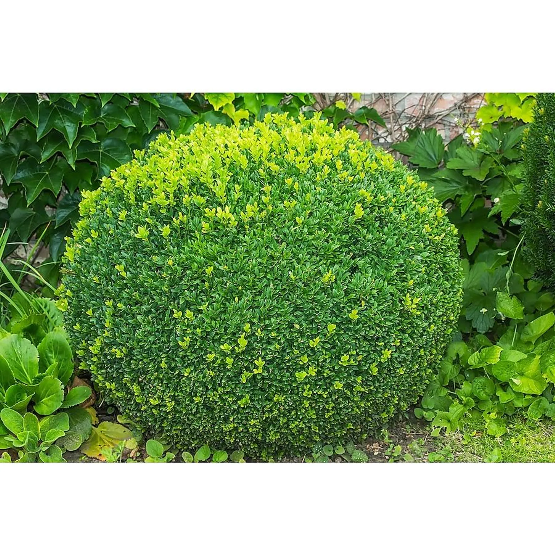 Green Mountain Boxwood Foundation/Hedge Shrub in 1-Gallon Pot