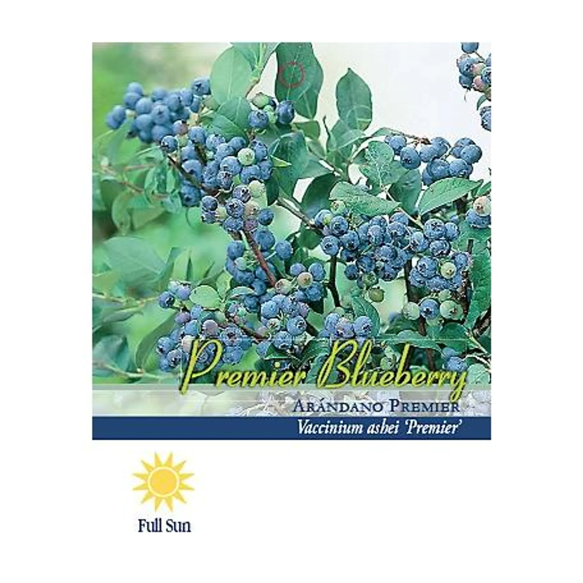 Pirtle Nursery 2.5 qt. Premier Blueberry Shrub in #1 Pot