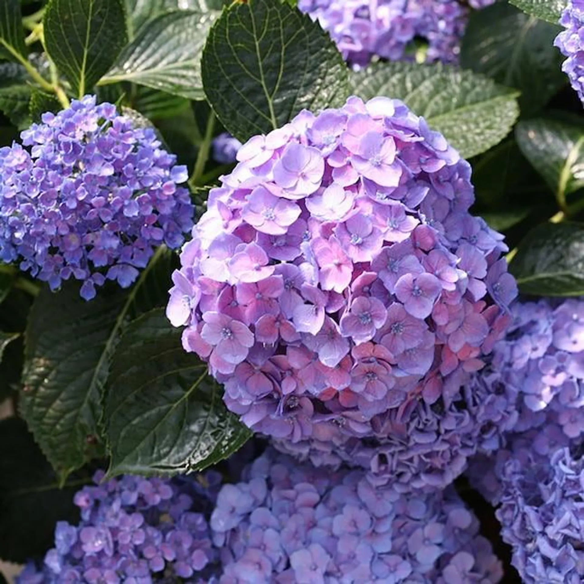 Proven Winners Multicolor Let's Dance Blue Jangles Reblooming Hydrangea Flowering Shrub in 1-Quart Pot