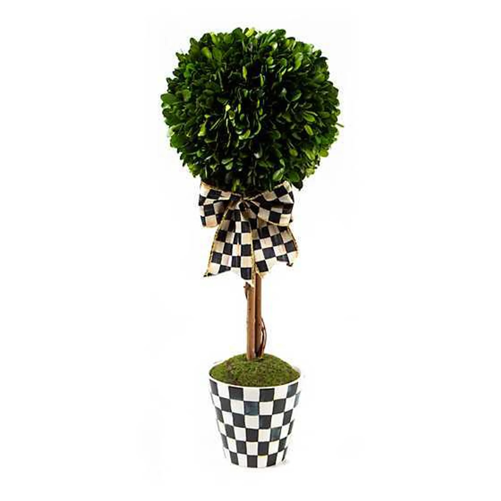 Courtly Boxwood Topiary Small Drop In