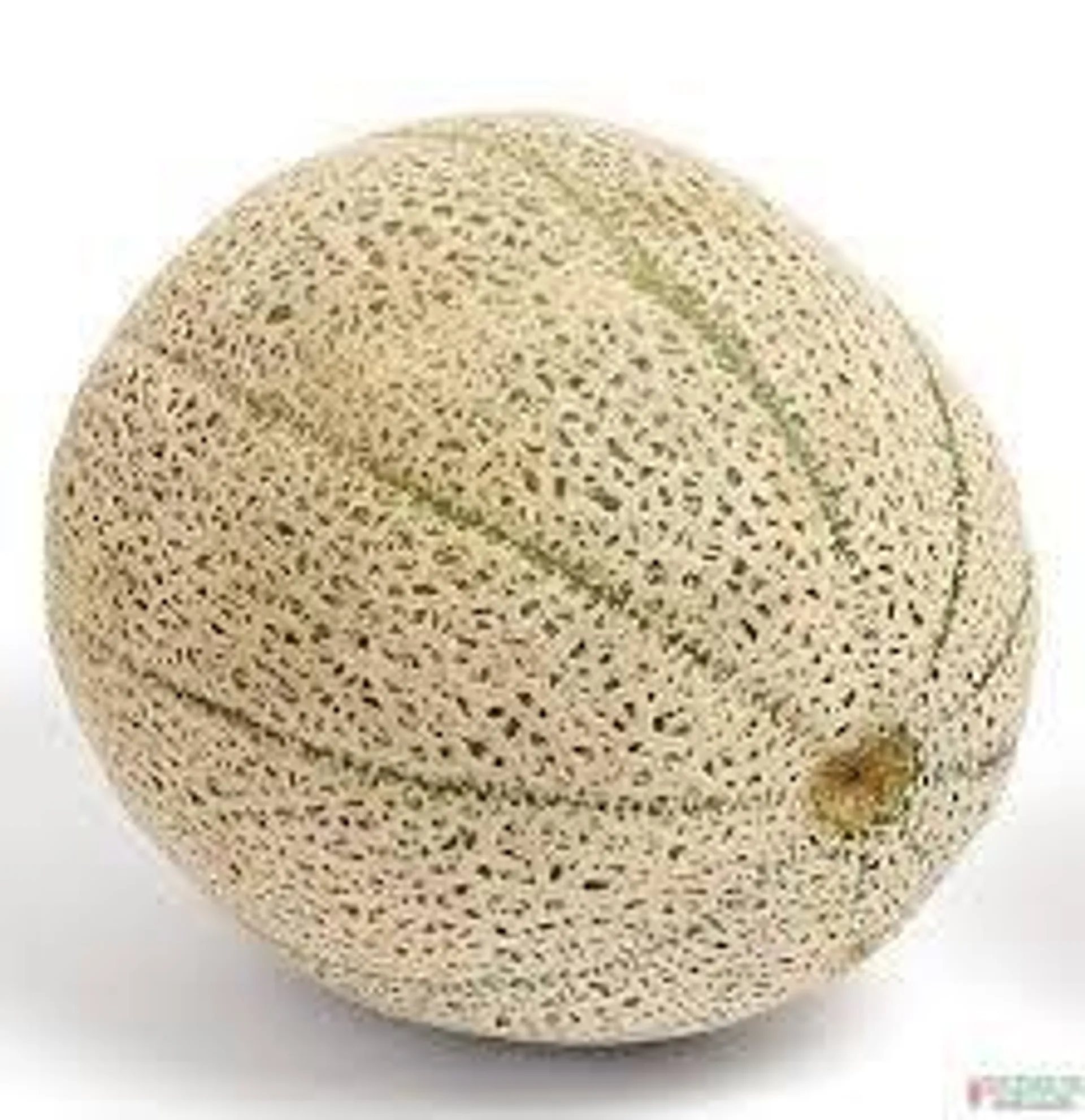 CANTALOUPE